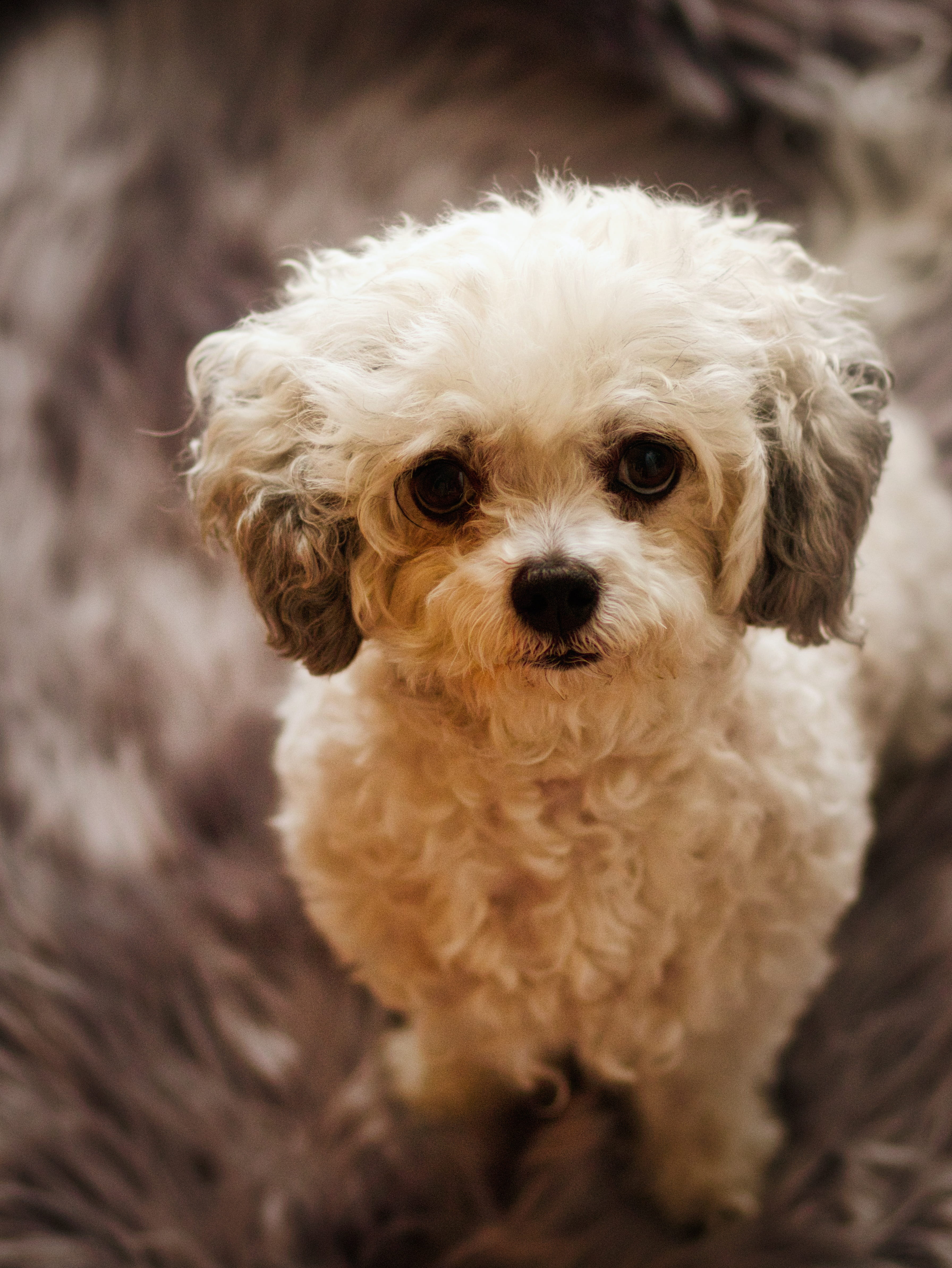 vertebrate, one animal, close-up, mammal, canine, domestic animals, pets, pet, cute, indoors, optional, 4K, white, bolonka, animal hair, young animal, Phone HD Wallpaper