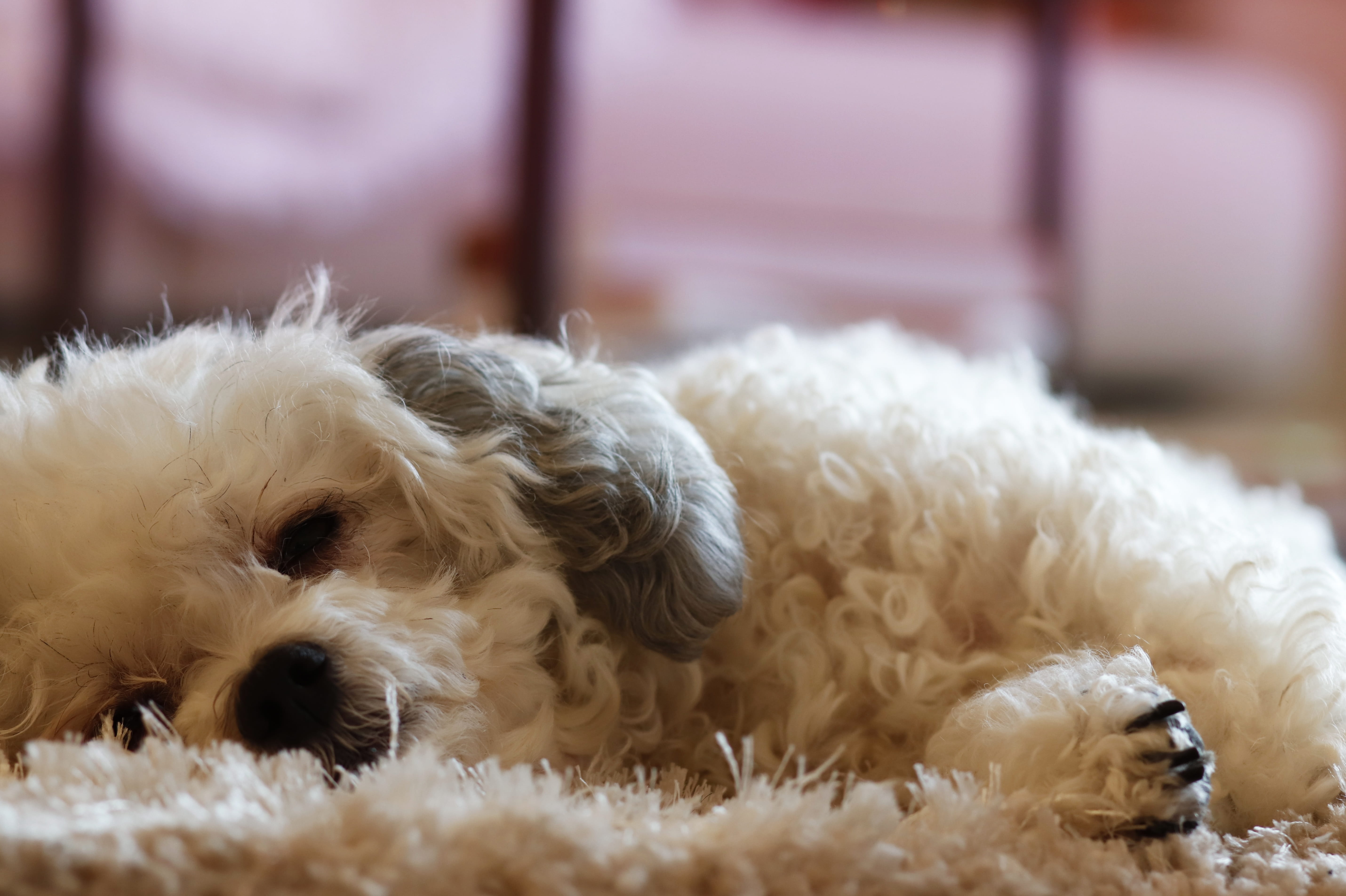 purebred dog, optional, vertebrate, sweet, animal themes, kiwi, small, no people, dog, cute, animal portrait, white, one animal, softness, relaxation, animal hair, HD Wallpaper