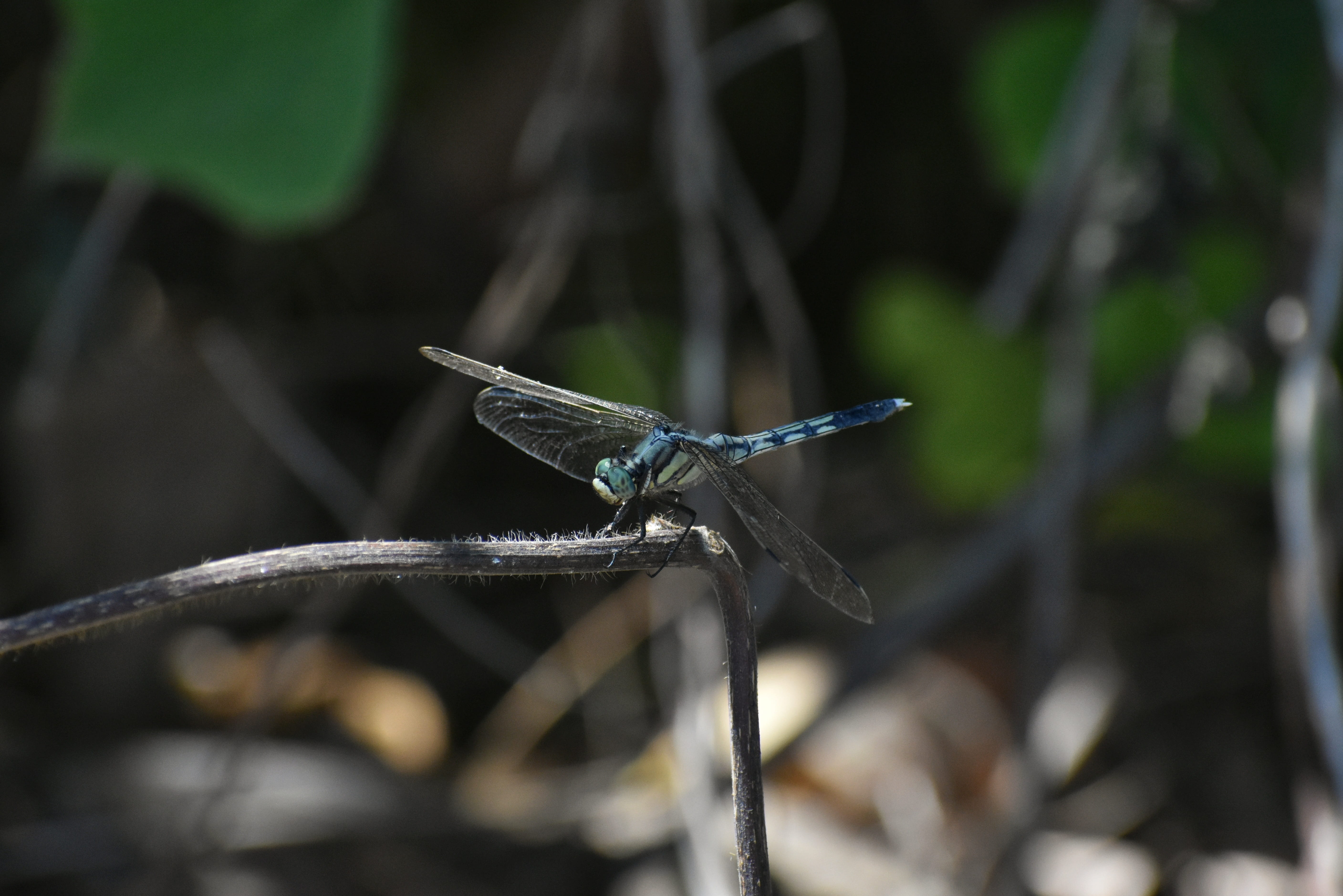 animal, landscape, damselfly, insect, animals in the wild, day, tree, 5K, invertebrate, plant, forest, animal themes, focus on foreground, no people, natural, HD Wallpaper