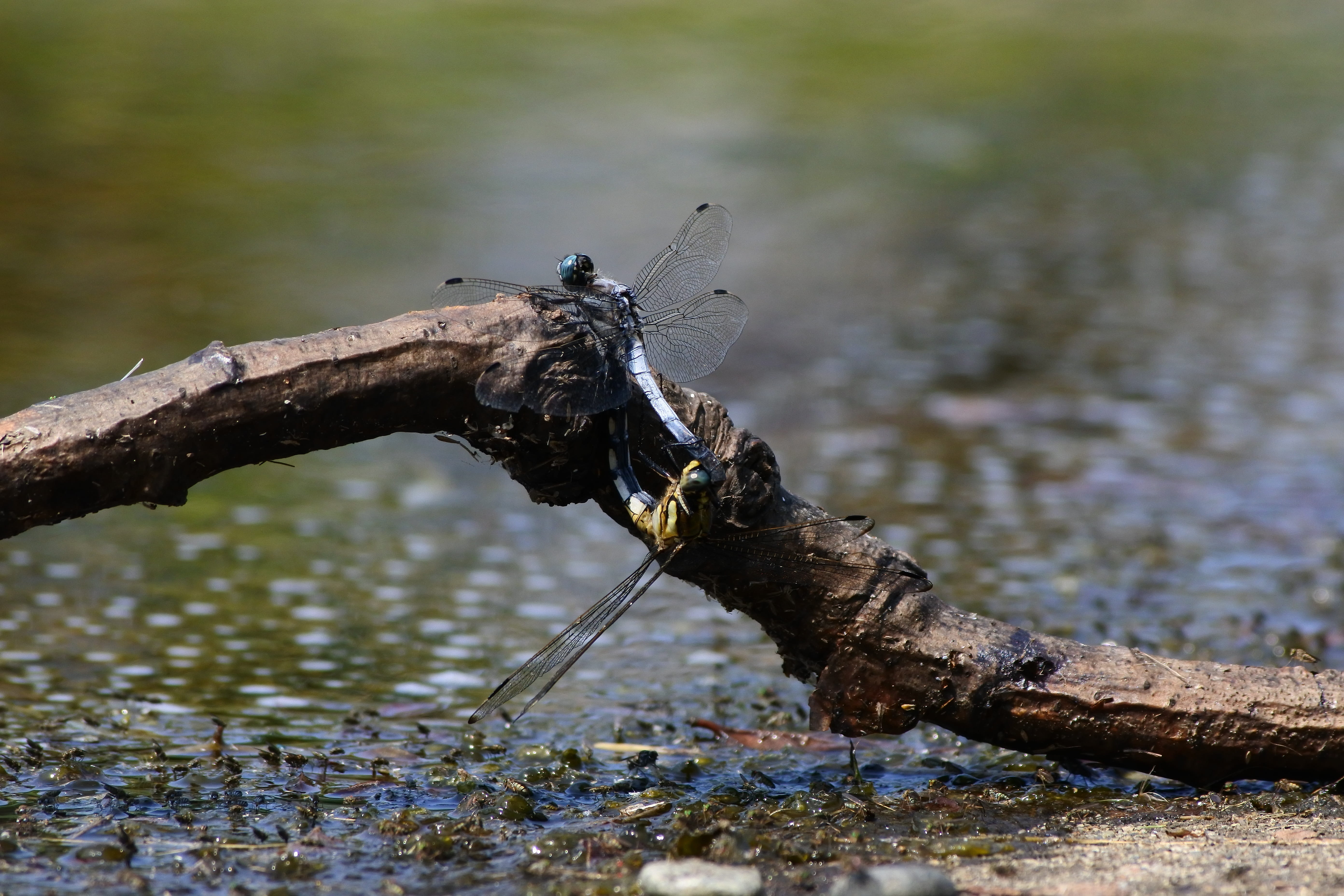 stick - plant part, driftwood, option color dragonfly, natural, animal, outdoors, no people, log, wood - material, focus on foreground, tree, plant, branch, HD Wallpaper
