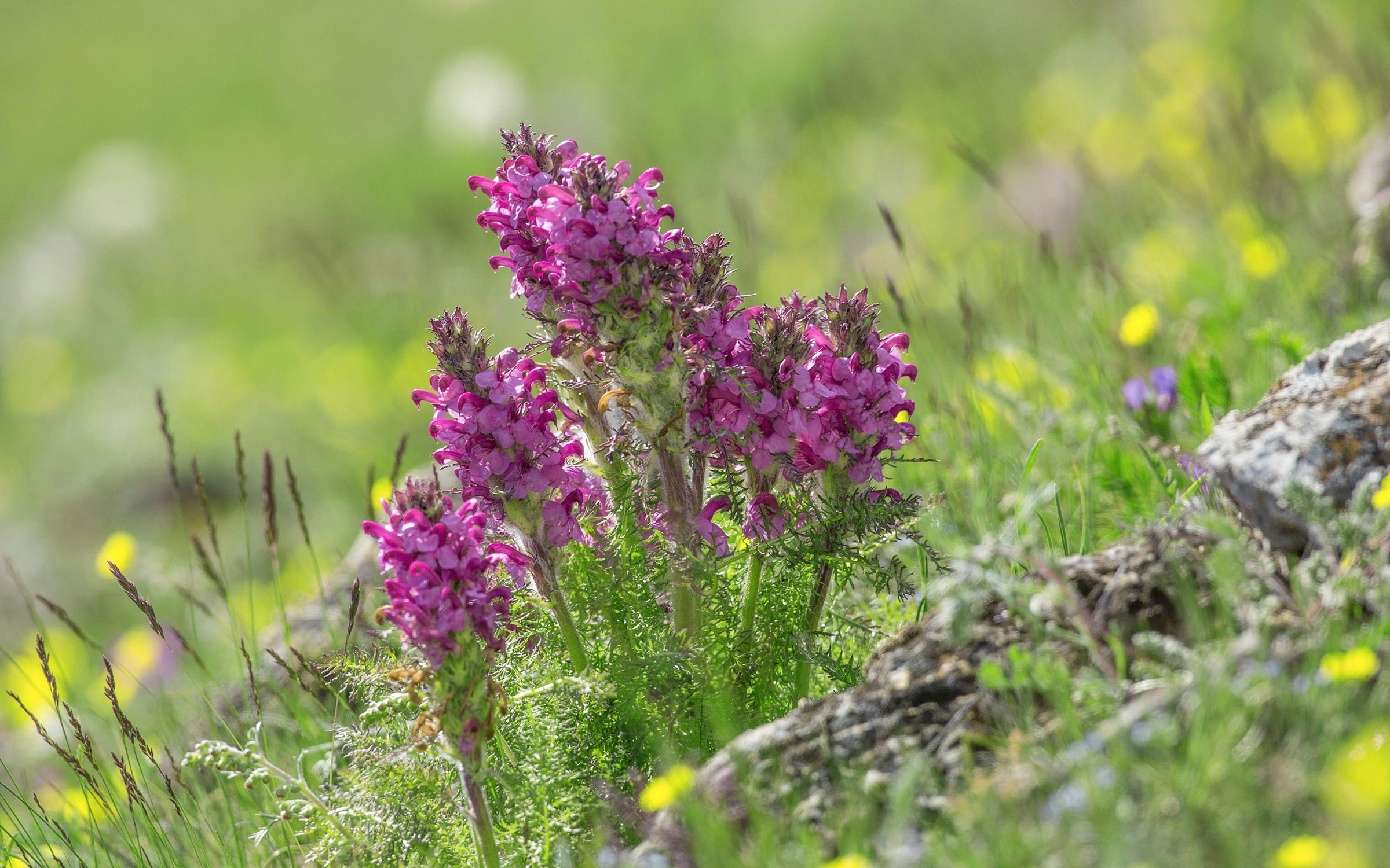 flowering plant, land, nature, lavender, june, Option, day, tranquility, Product, plant, beauty in nature, pink color, springtime, outdoors, flower head, HD Wallpaper
