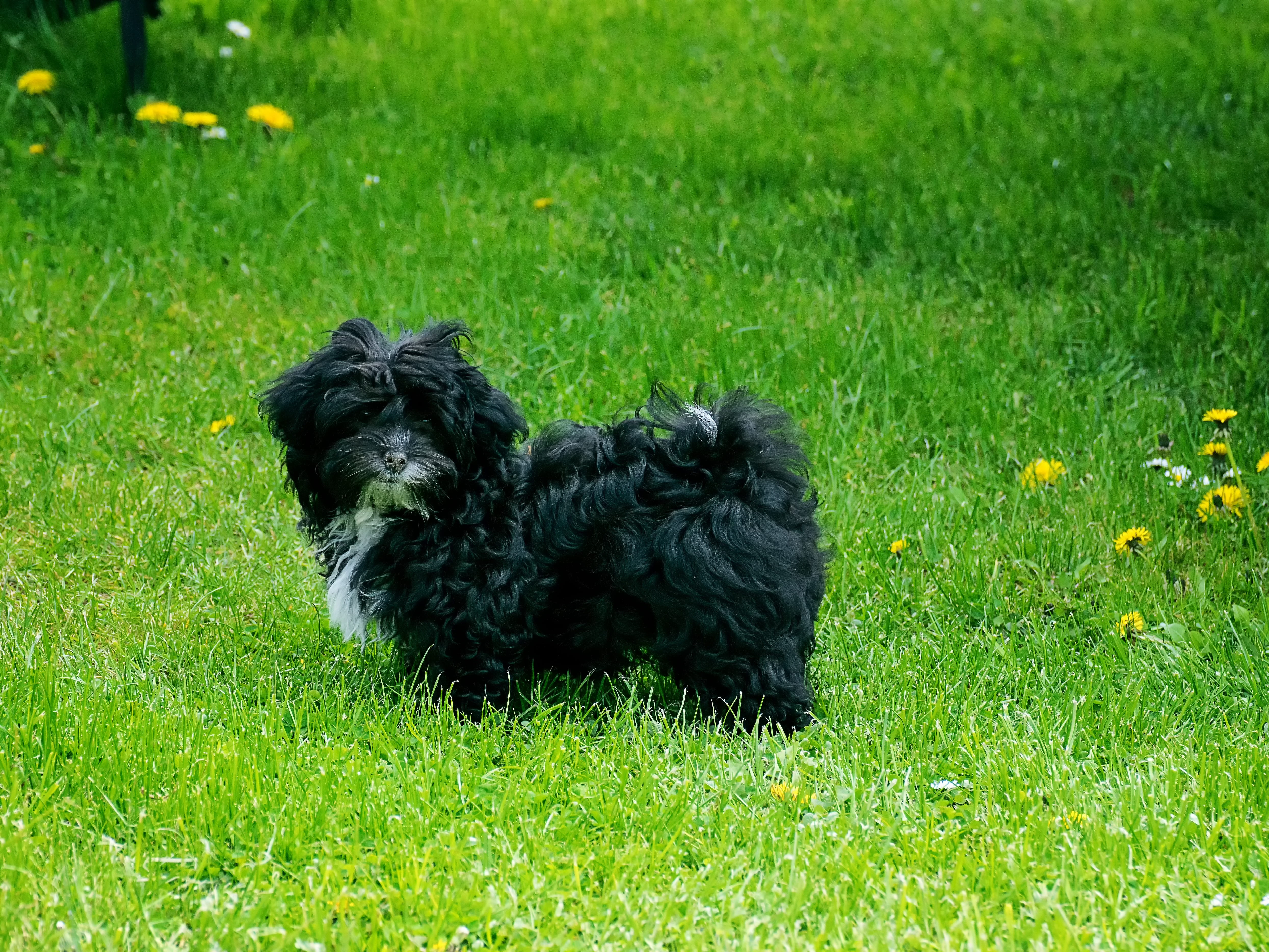 plant, garden, land, one animal, day, awakened, animal, domestic, nature, black color, domestic animals, mammal, animal themes, bolonka, no people, pets, HD Wallpaper