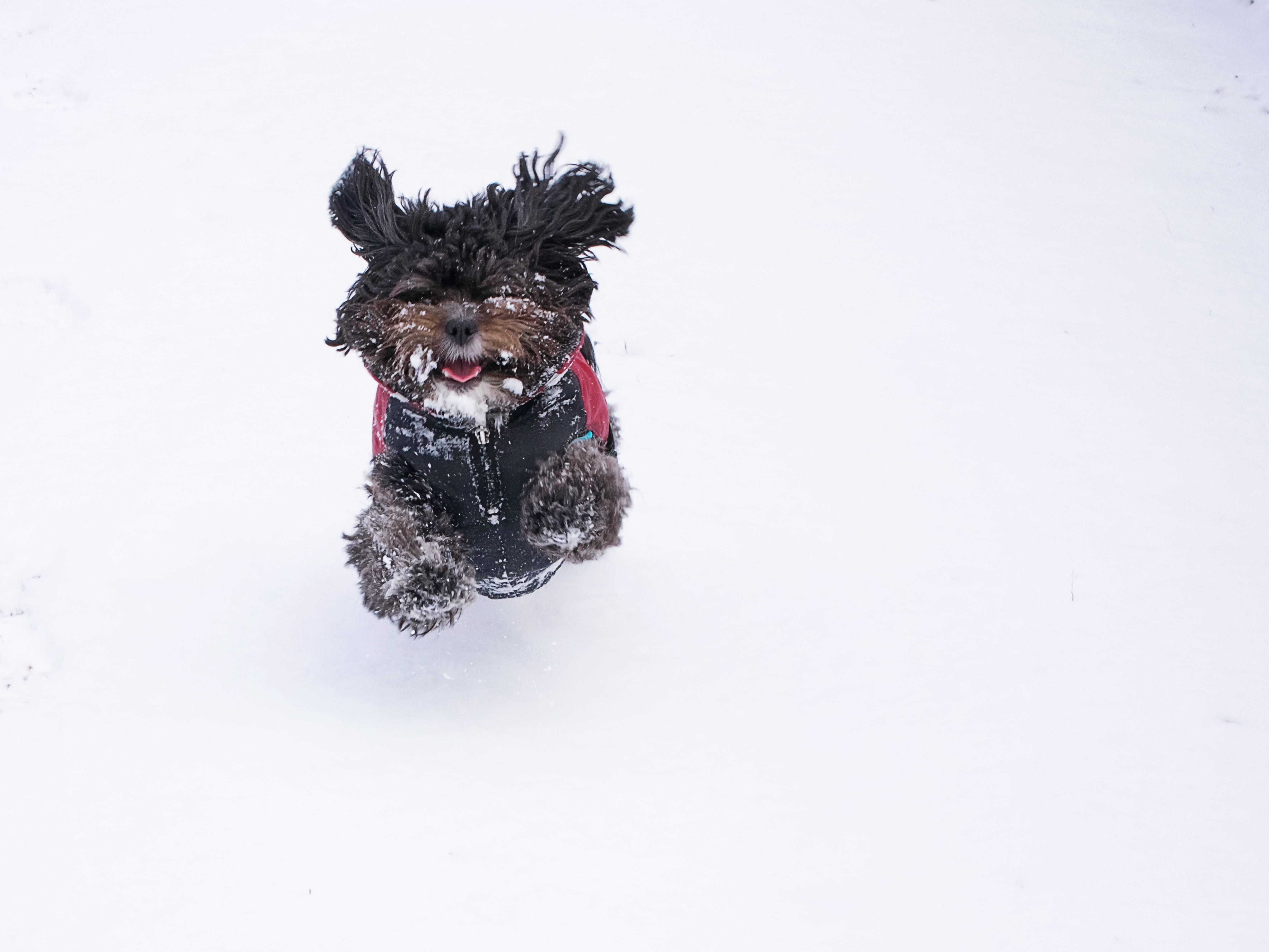 4K, optional, awakened, portrait, russia, purebred dog, animal themes, bolonka zwetna, running, small, copy space, dog, black, animal, winter, garden, HD Wallpaper