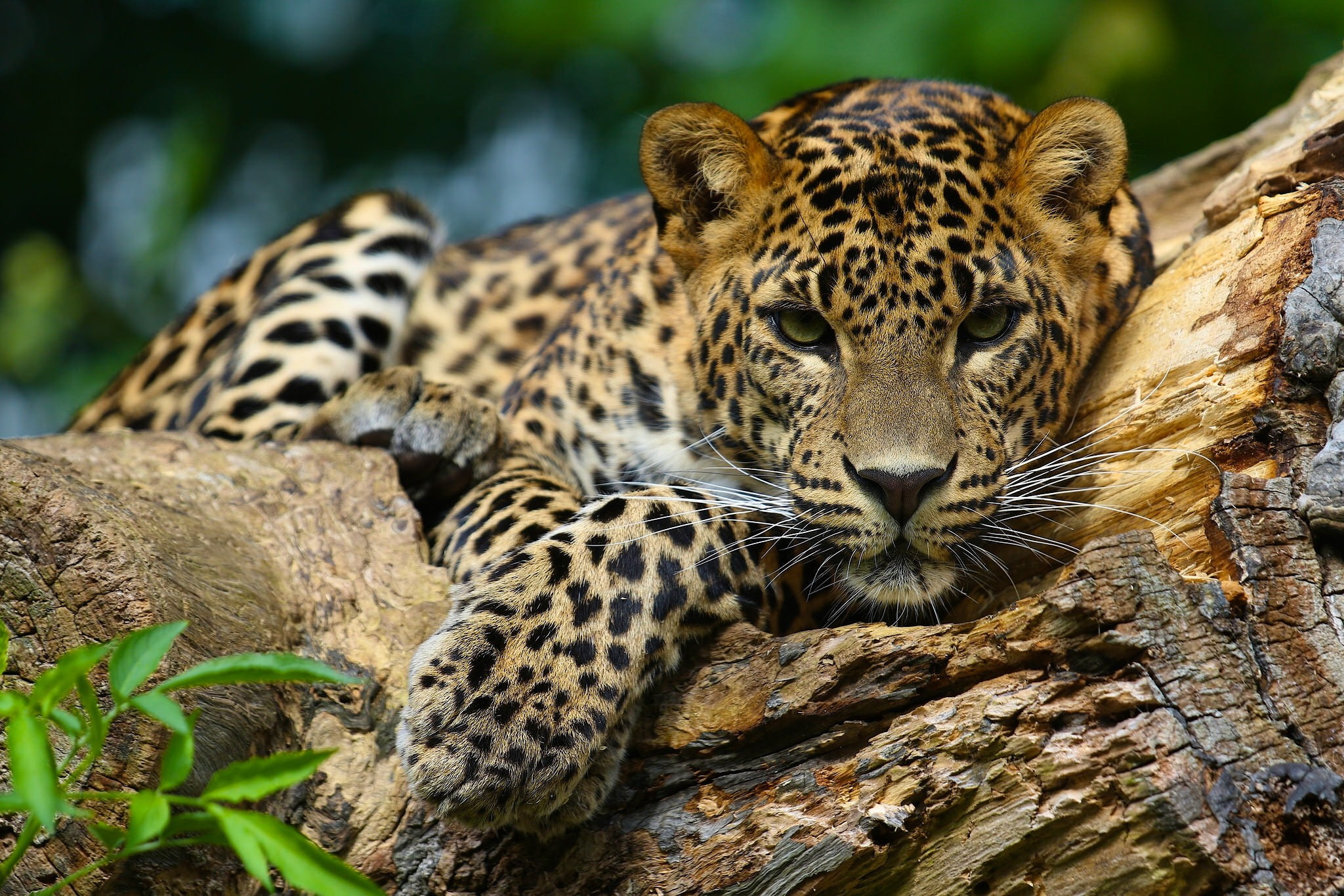 EEC, animals, wild, Wild chat muzlo, 1080P, muzlo, animal, chat, Leopard, HD Wallpaper