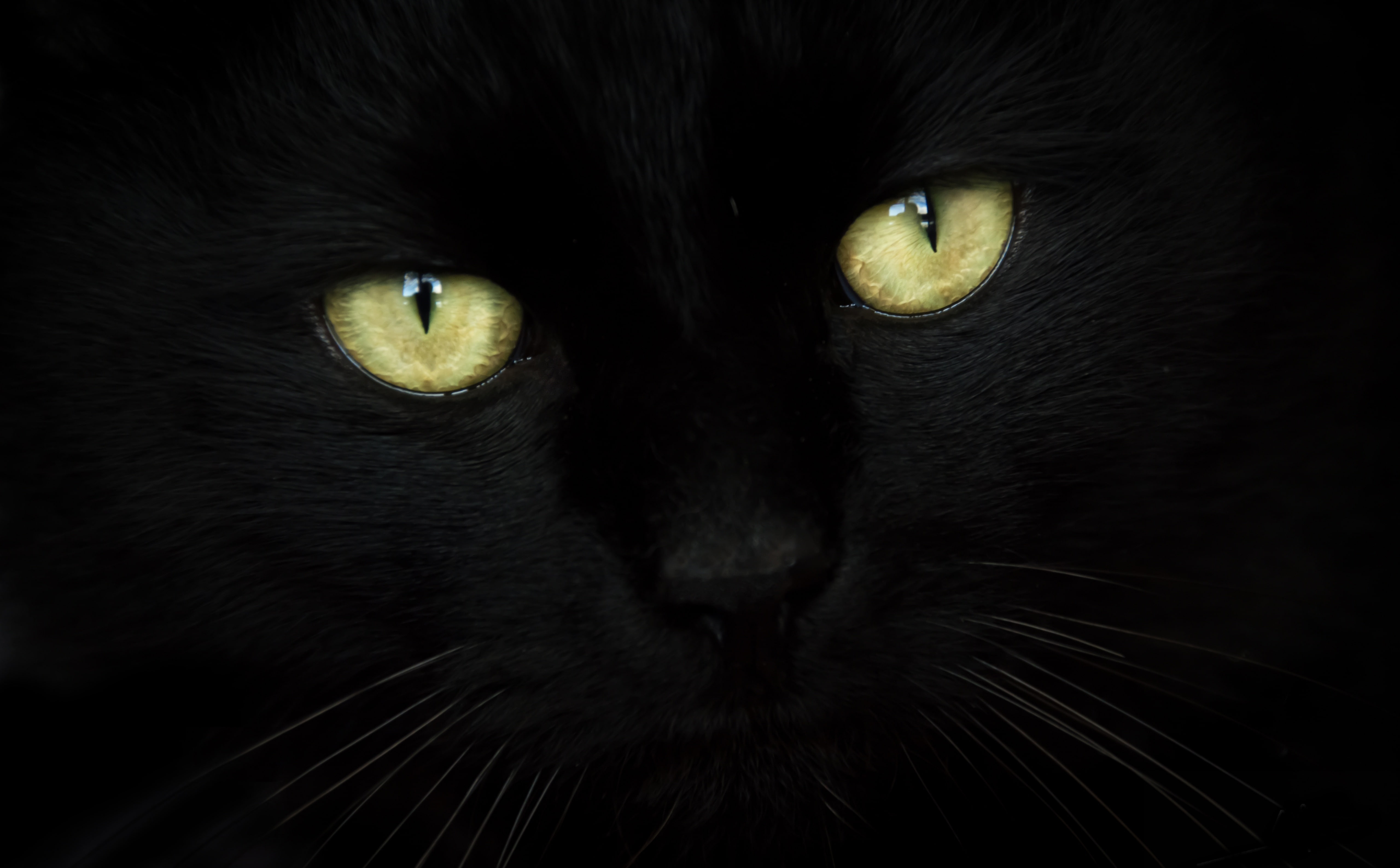 5K, whisker, Black, animal, looking at camera, black color, eye, animal themes, chat, black background, portrait, yeux, Animals, feline, yellow eyes, animal head, HD Wallpaper