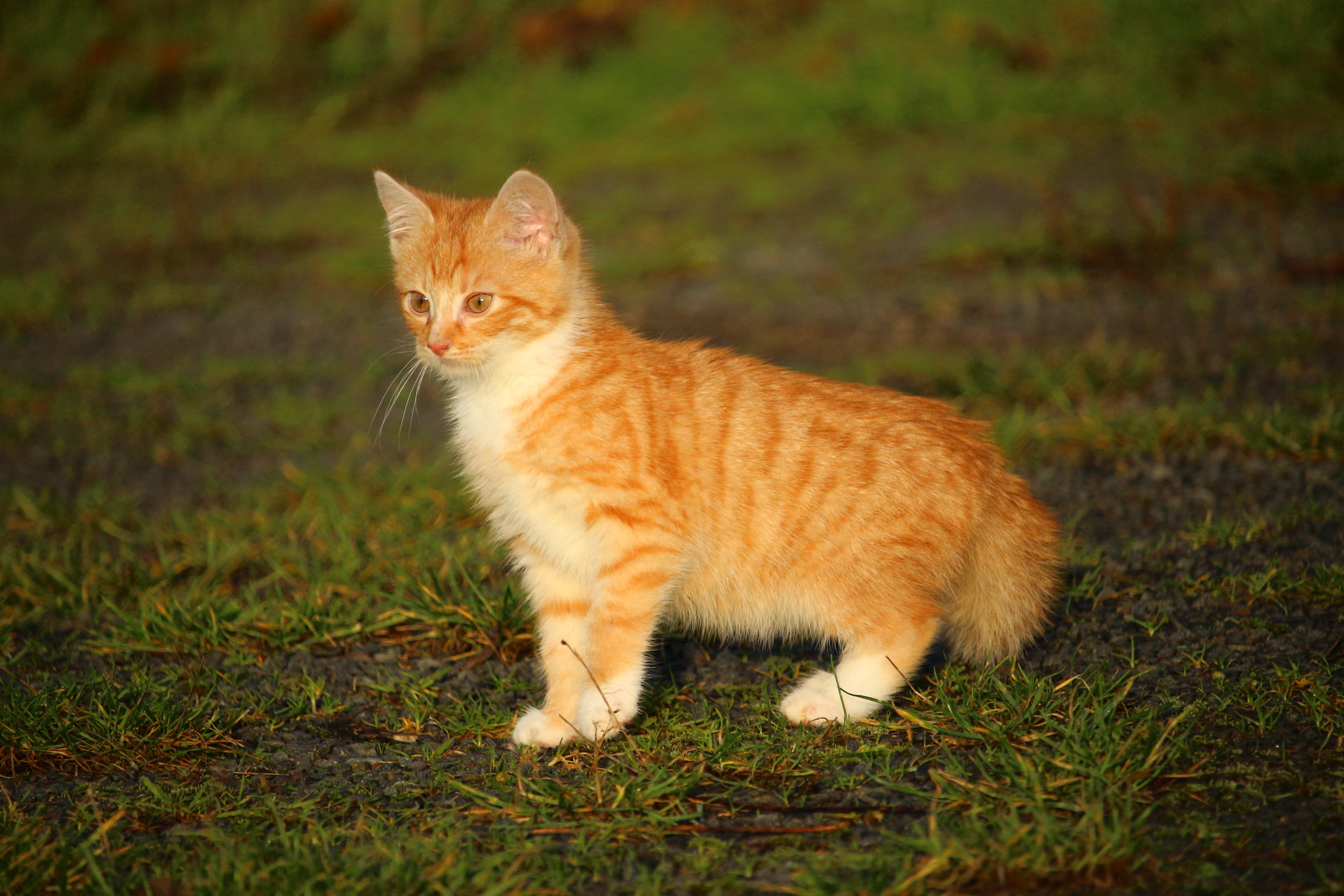tabby, land, cute, looking, full length, no people, animal, green, pets, cat baby, domestic Cat, plant, outdoors, young cat, orange, portrait, mammal, red cat, HD Wallpaper
