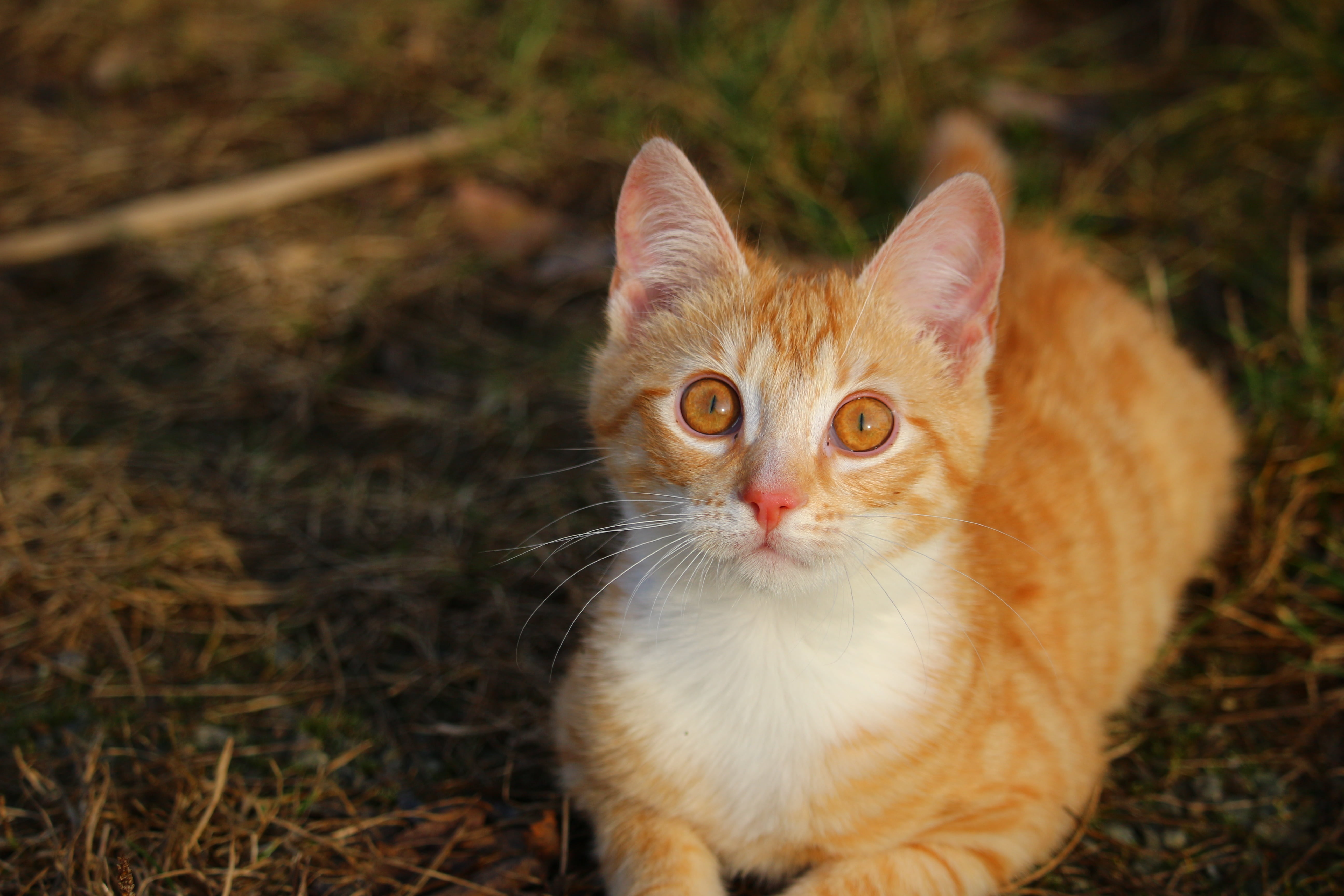 day, pets, animal eye, looking at camera, young Animal, one animal, alertness, domestic Animals, domestic, mammal, feline, cat, cute, whisker, red mackerel tabby, HD Wallpaper