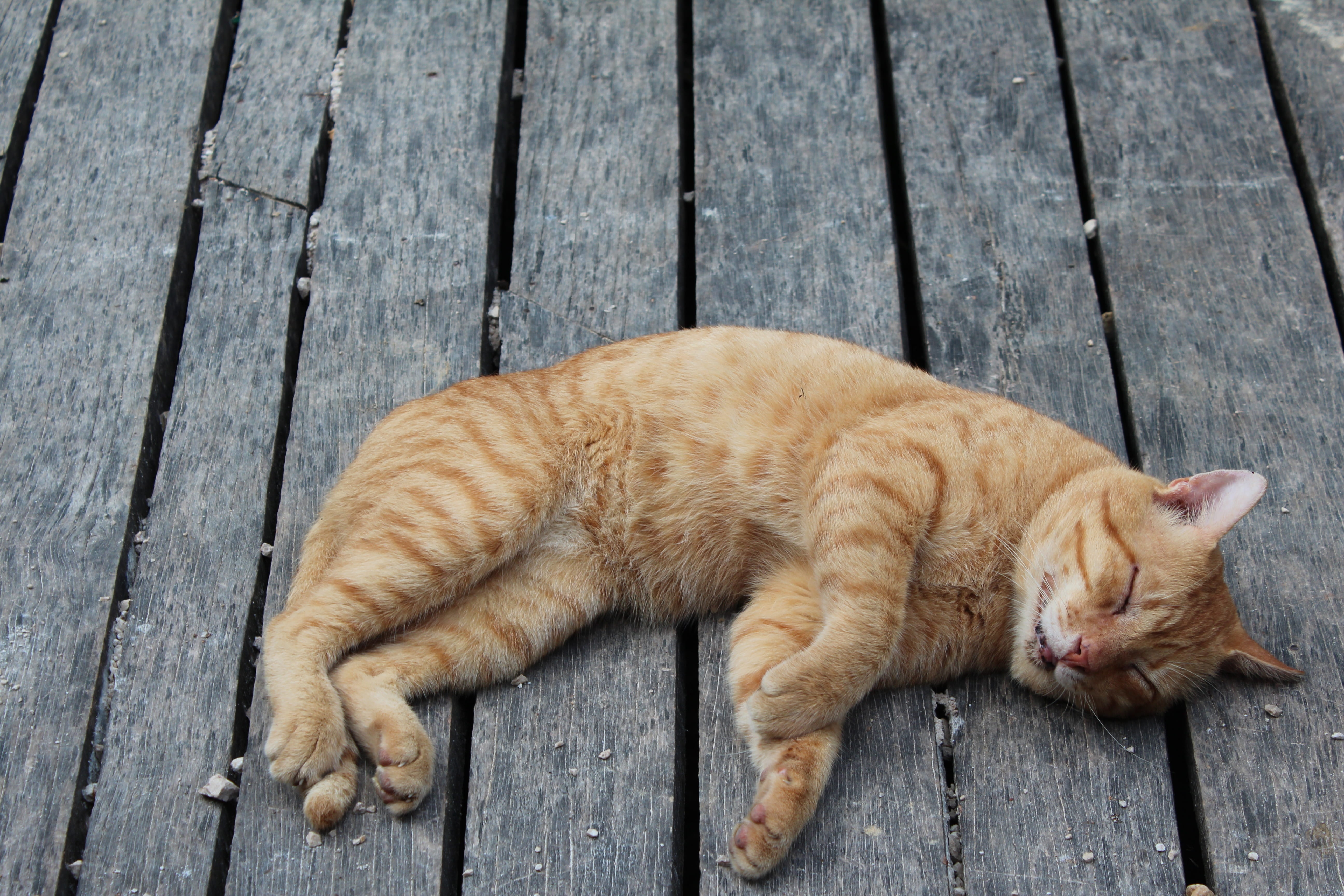 fluffy, wood - Material, animal, kitten, sleeping, vertebrate, sitting, cute, portrait, furry, 5K, nature, outdoors, pets, young Animal, domestic Cat, HD Wallpaper