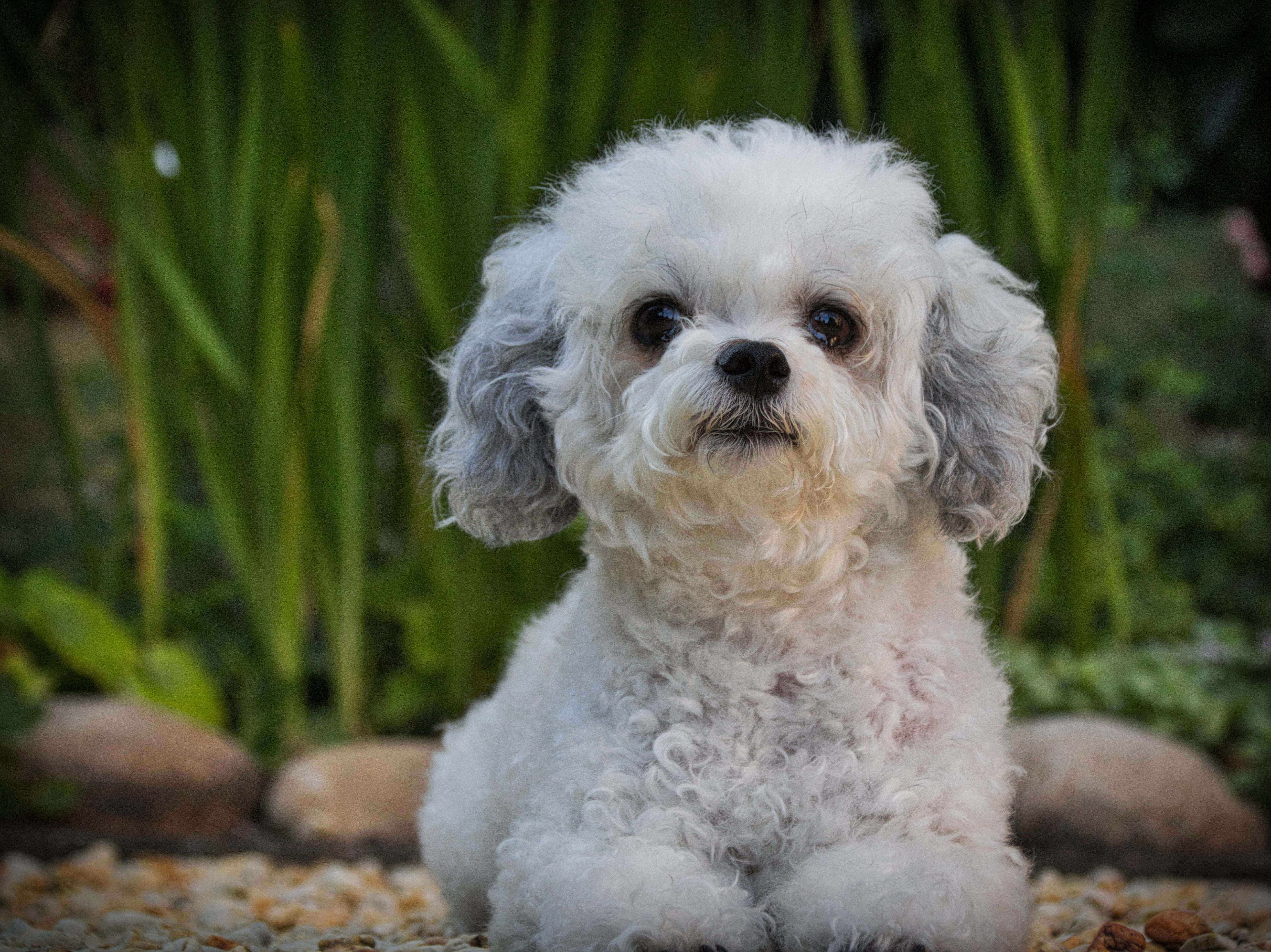 small, animal, portrait, focus on foreground, optional, domestic, puppy, animal themes, shih tzu, mammal, no people, bolonka, young animal, pets, 5K, pet, HD Wallpaper