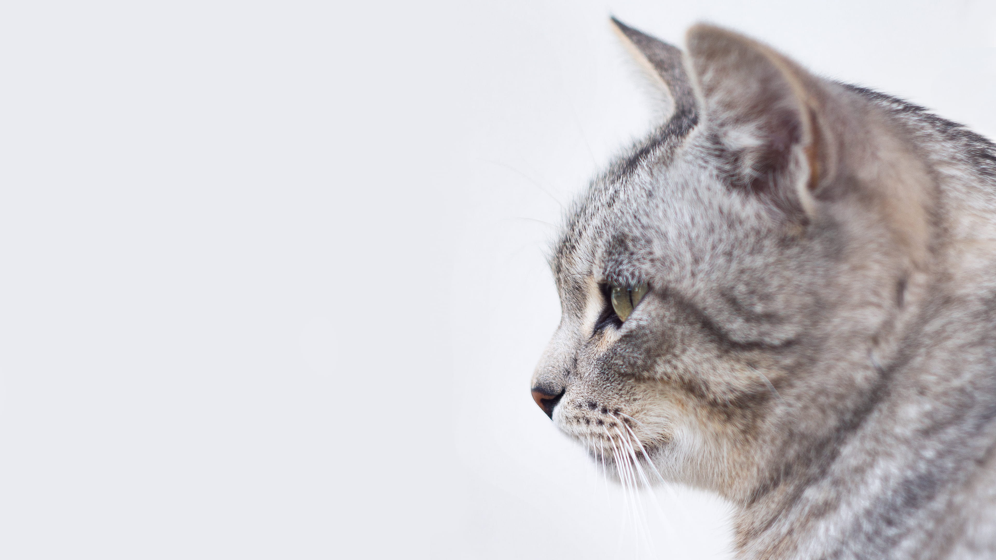 looking, animal, black, photo, vertebrate, background, domestic Animals, domestic Cat, white, pet, kitten, profile view, copy space, one Animal, domestic, HD Wallpaper