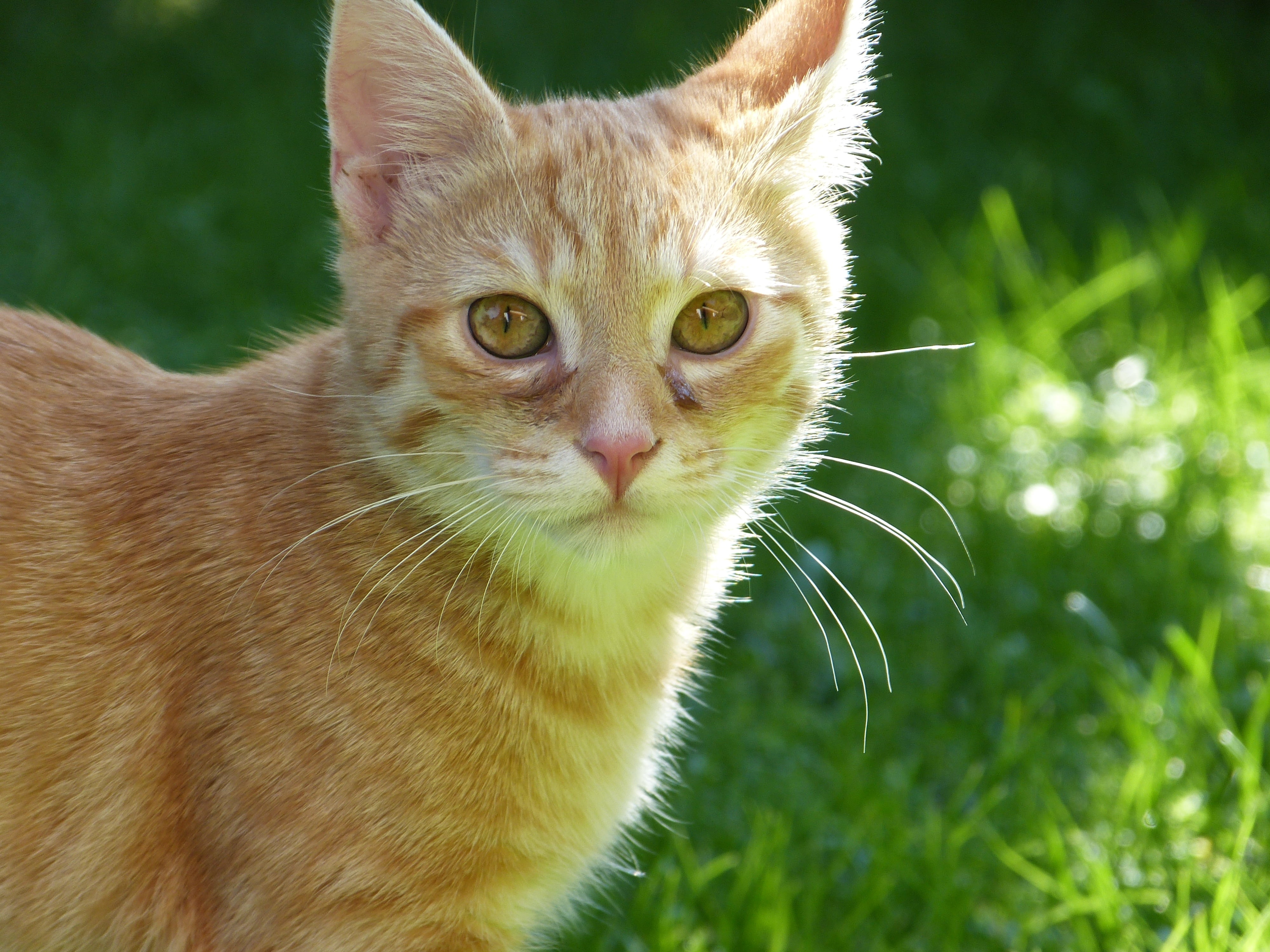 grass, domestic, one animal, ginger cat, sweet, pets, animal themes, domestic Cat, nature, plant, cat, no people, 4K, vertebrate, day, young, looking, HD Wallpaper