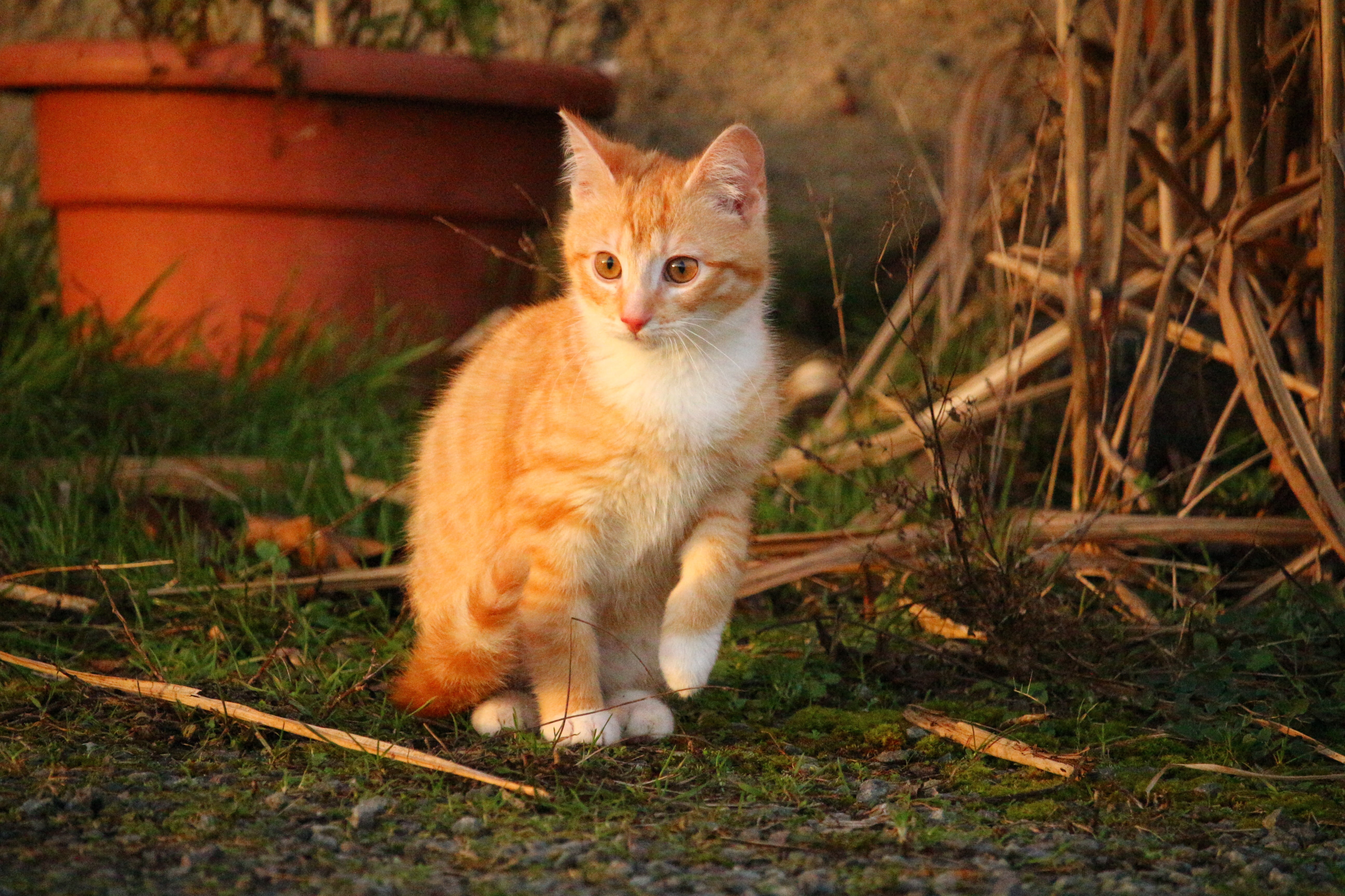 one animal, young cat, land, orange, red mackerel tabby, no people, plant, cat, sitting, pot, feline, cat baby, domestic, nature, pets, kitten, red cat, HD Wallpaper