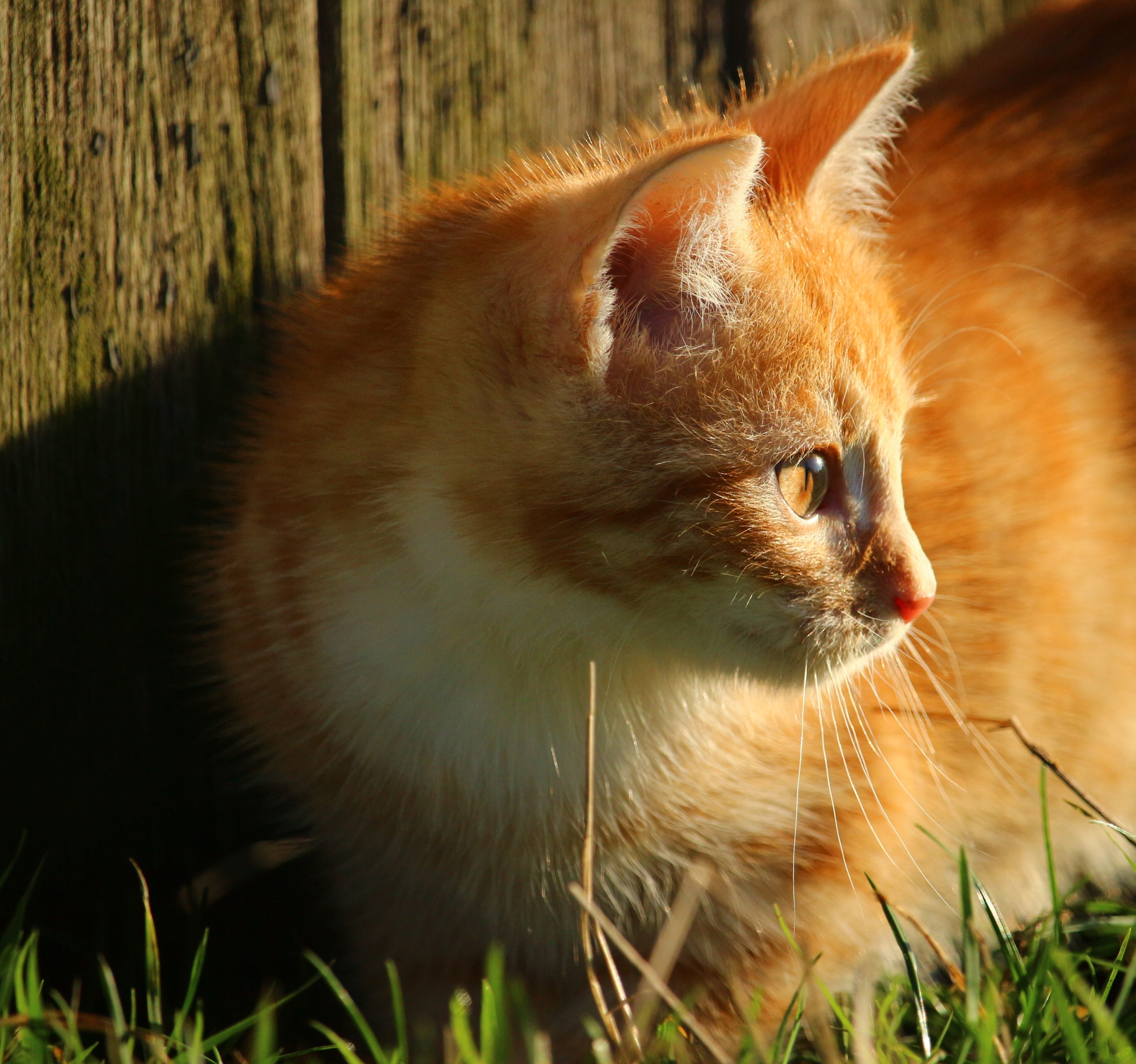 grass, cat baby, panel, cute, kitten, looking, cat, mammal, wooden, feline, animal themes, red, sunlight, no people, near, 2K, domestic Animals, tabby cat, HD Wallpaper