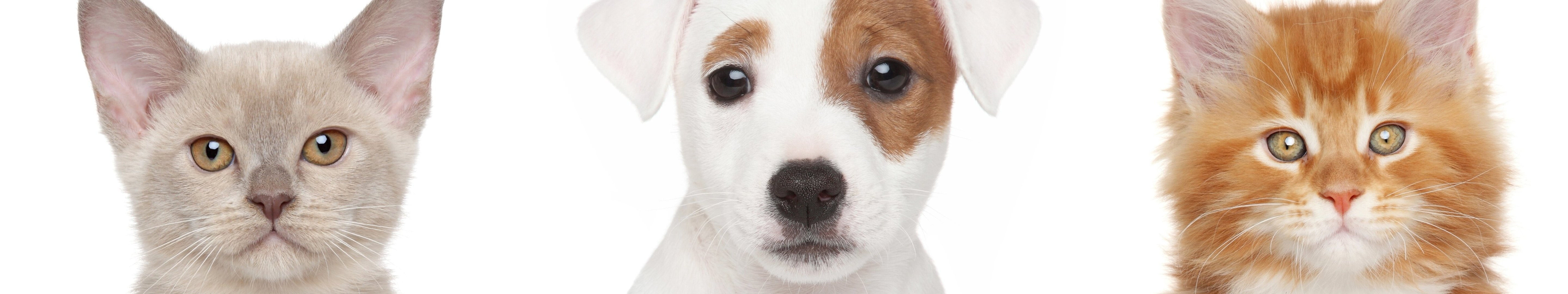 monitor, Chiots, Felins, multiple, Chattons, screen, dogs, multi, animals, Chiens, Domestic, 5K, puppies, triple, Chats, kittens, puppy, Domestique, cats, HD Wallpaper