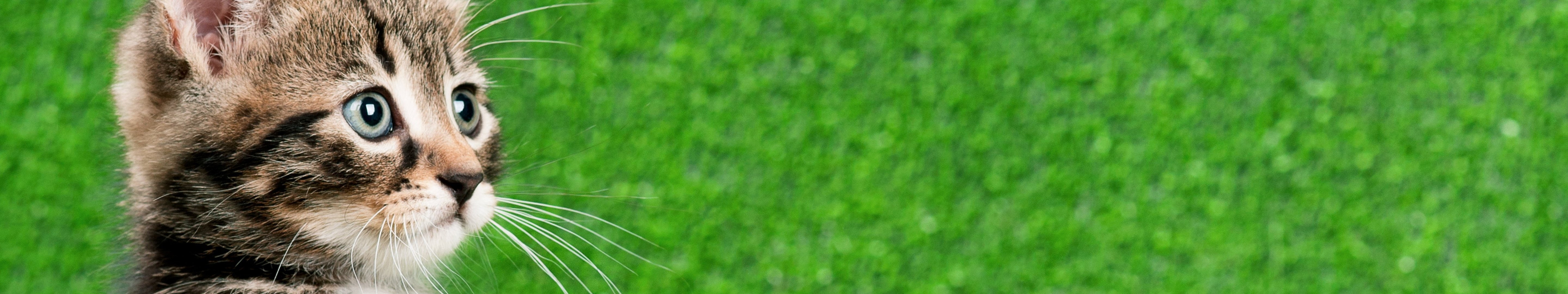 5K, animals in the wild, screen, focus on foreground, multi, no people, grass, close-up, animal body part, animal, green color, animal themes, animal head, HD Wallpaper