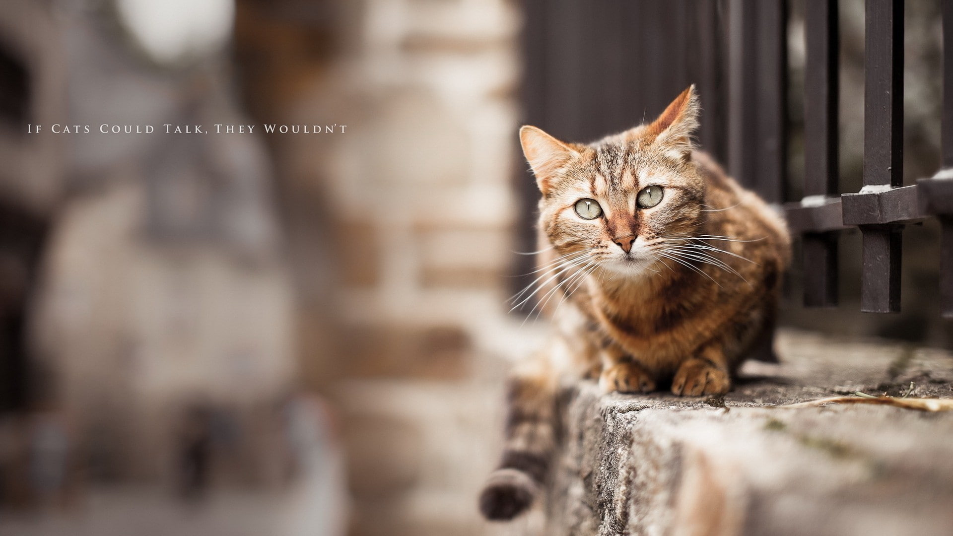 animals, cart, 1080P, talk, black, fur, hd, brown, short, cat, HD Wallpaper