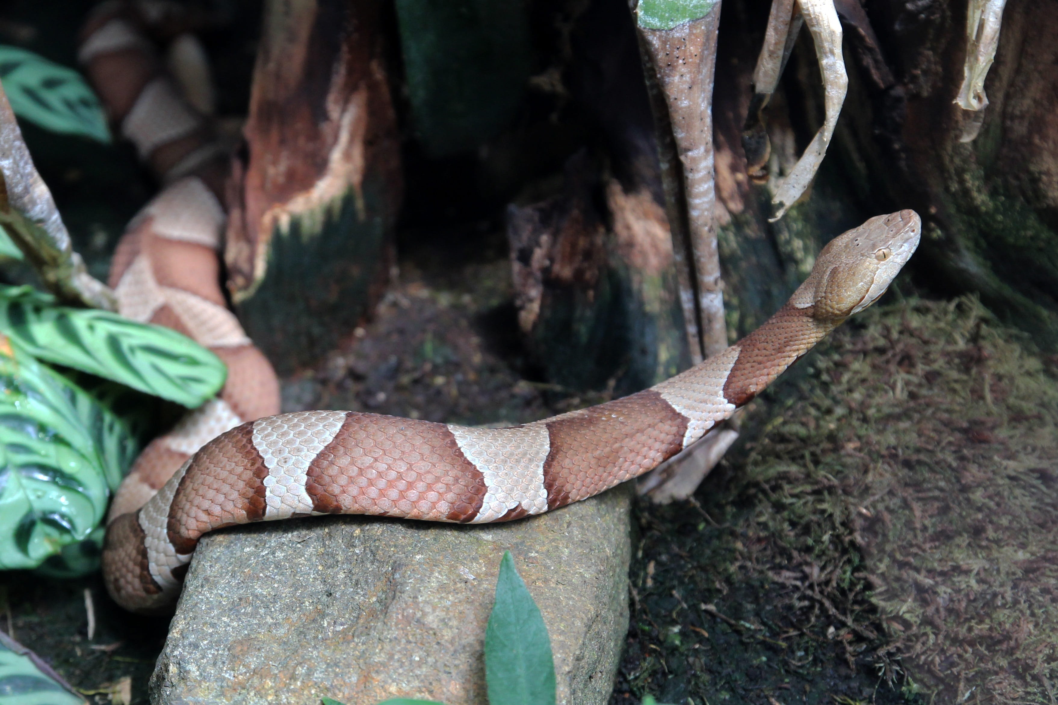 focus on foreground, outdoors, land, hand, nature, wild, plant, 2K, jungle, body part, tree, human hand, knife - weapon, poisonous, close-up, trunk, snake, HD Wallpaper