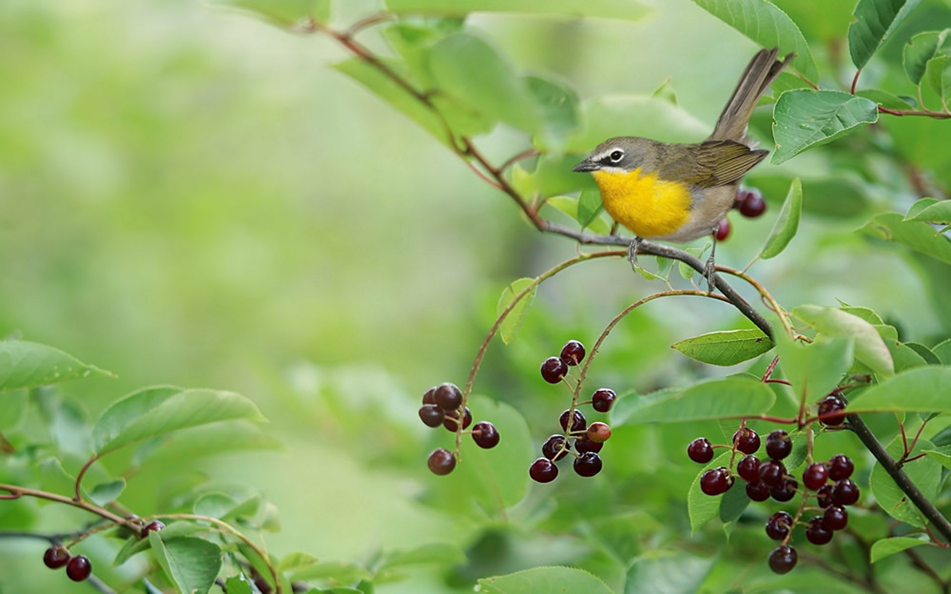 across, hd, america, chat, breasted, 1080P, canada, virens, birds, can, icteria, yellow, mexico, seen, north, HD Wallpaper