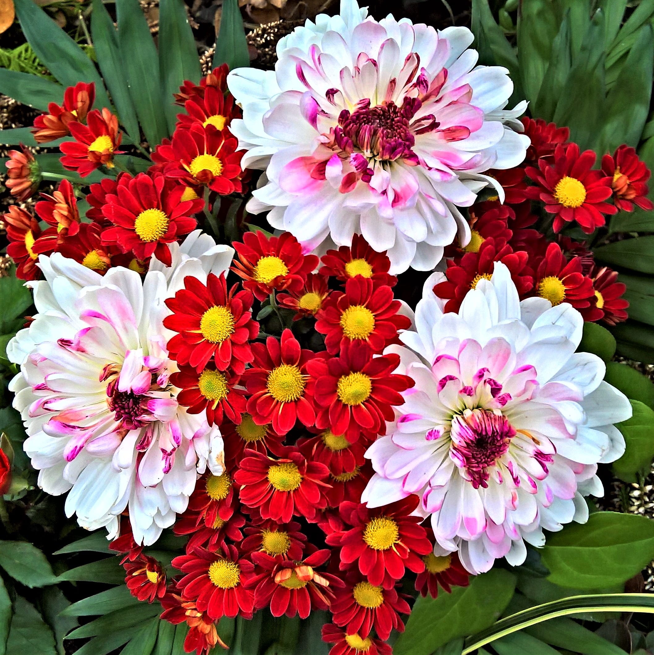 bunch of flowers, orange red, inflorescence, gerbera Daisy, color assortment, bouquet, vulnerability, no people, close-up, beautiful, flower petals, multi Colored, Phone HD Wallpaper