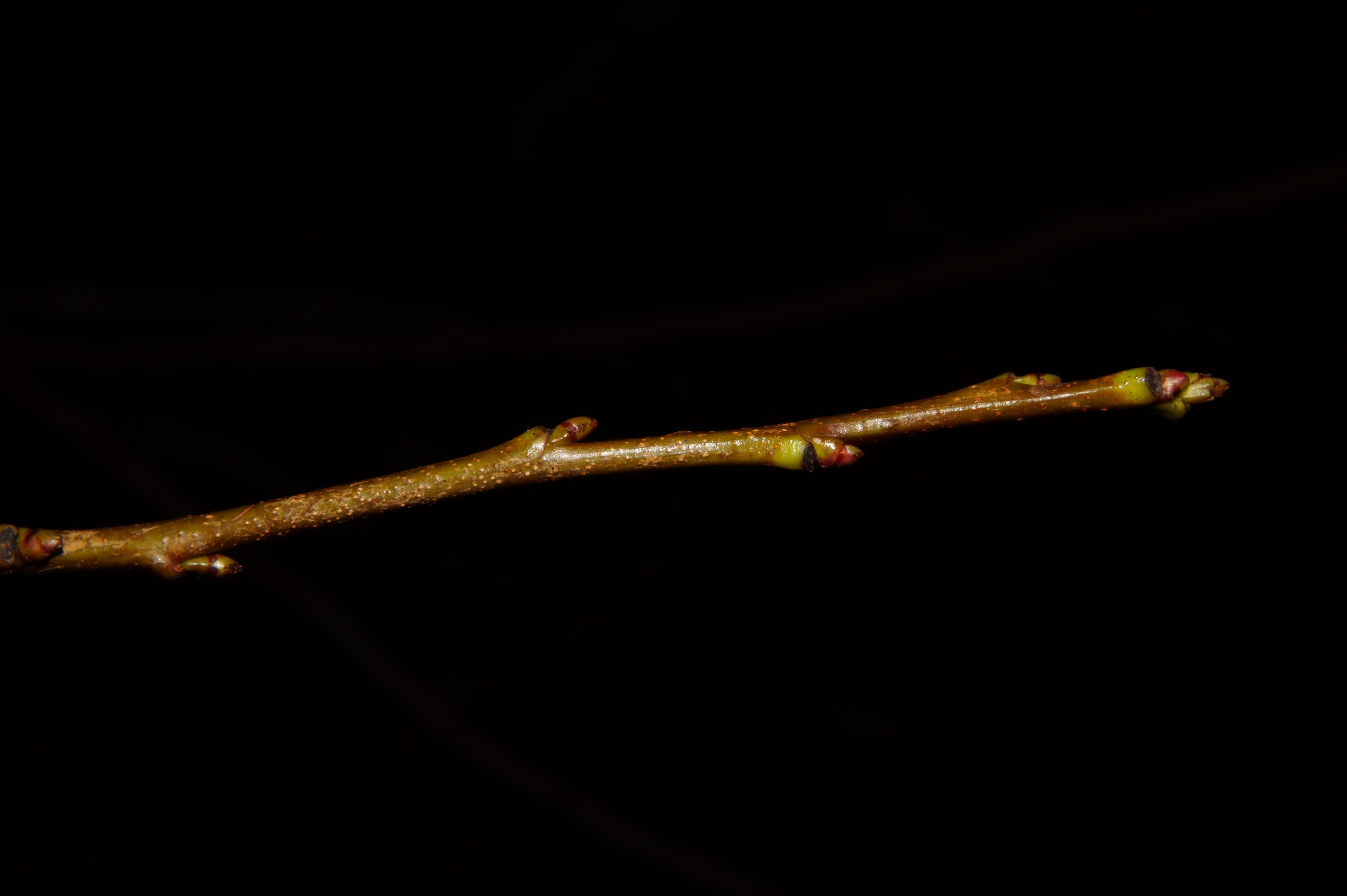 black background, full length, close-up, animal wildlife, animal, one animal, Branch, underwater, smaller branch, reptile, spriesen, water, no people, animal themes, HD Wallpaper