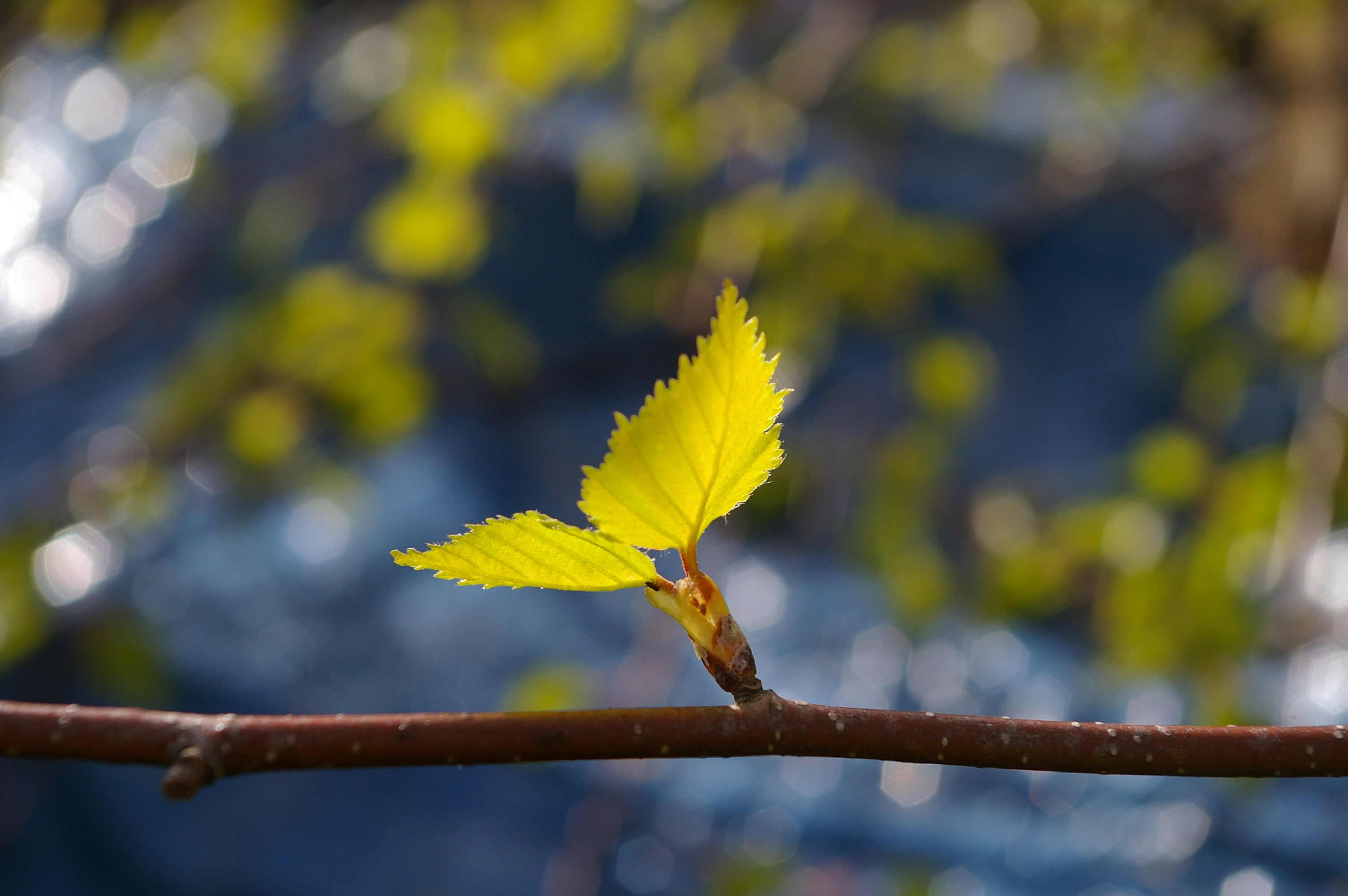 young branch, leaves, shallow, birch, change, no people, focus, yellow, young drove, close, fragility, close-up, natural condition, focus on foreground, HD Wallpaper