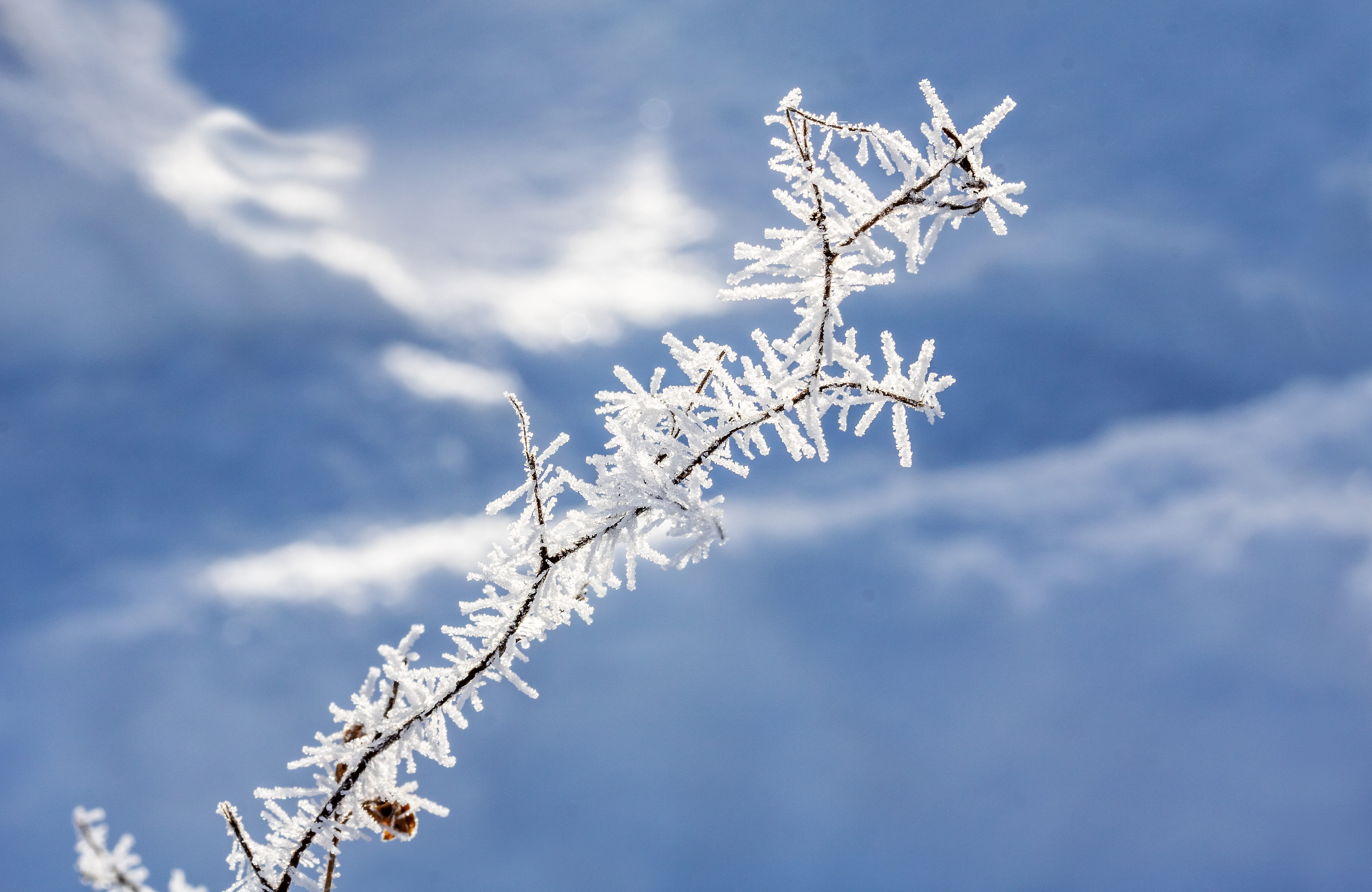winter, plant, day, cold, dead plant, cold temperature, vulnerability, frost, close-up, icy, hoarfrost, smaller branch, wintry, winter magic, fragility, HD Wallpaper