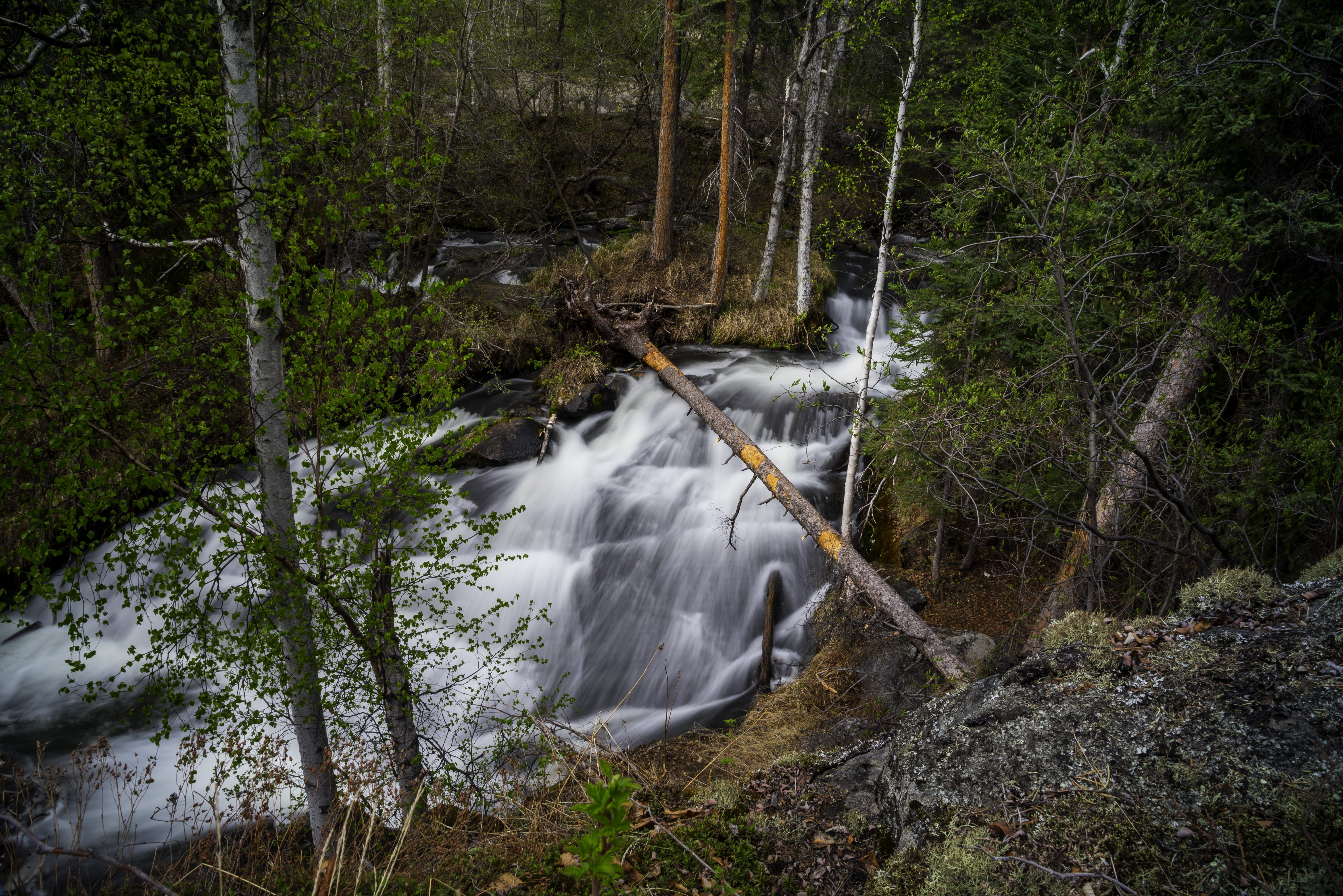 stream, cameron falls, beauty In Nature, public domain, flowing, tree, pets, 5K, motion, Trees, woodland, falls, river, blurred motion, scenery, northwest territories, HD Wallpaper