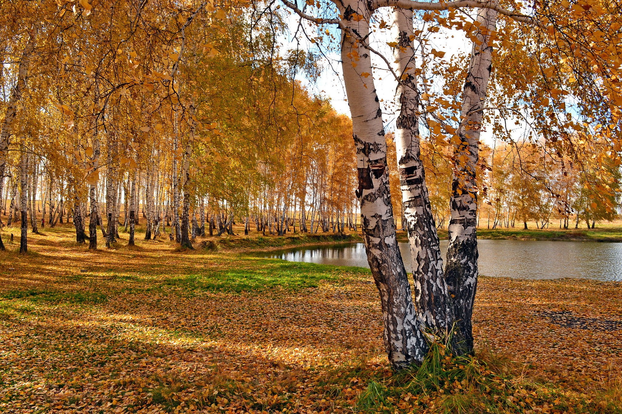 Lake, trees, 1080P, autumn, Nature, Dekstop, park, HD Wallpaper