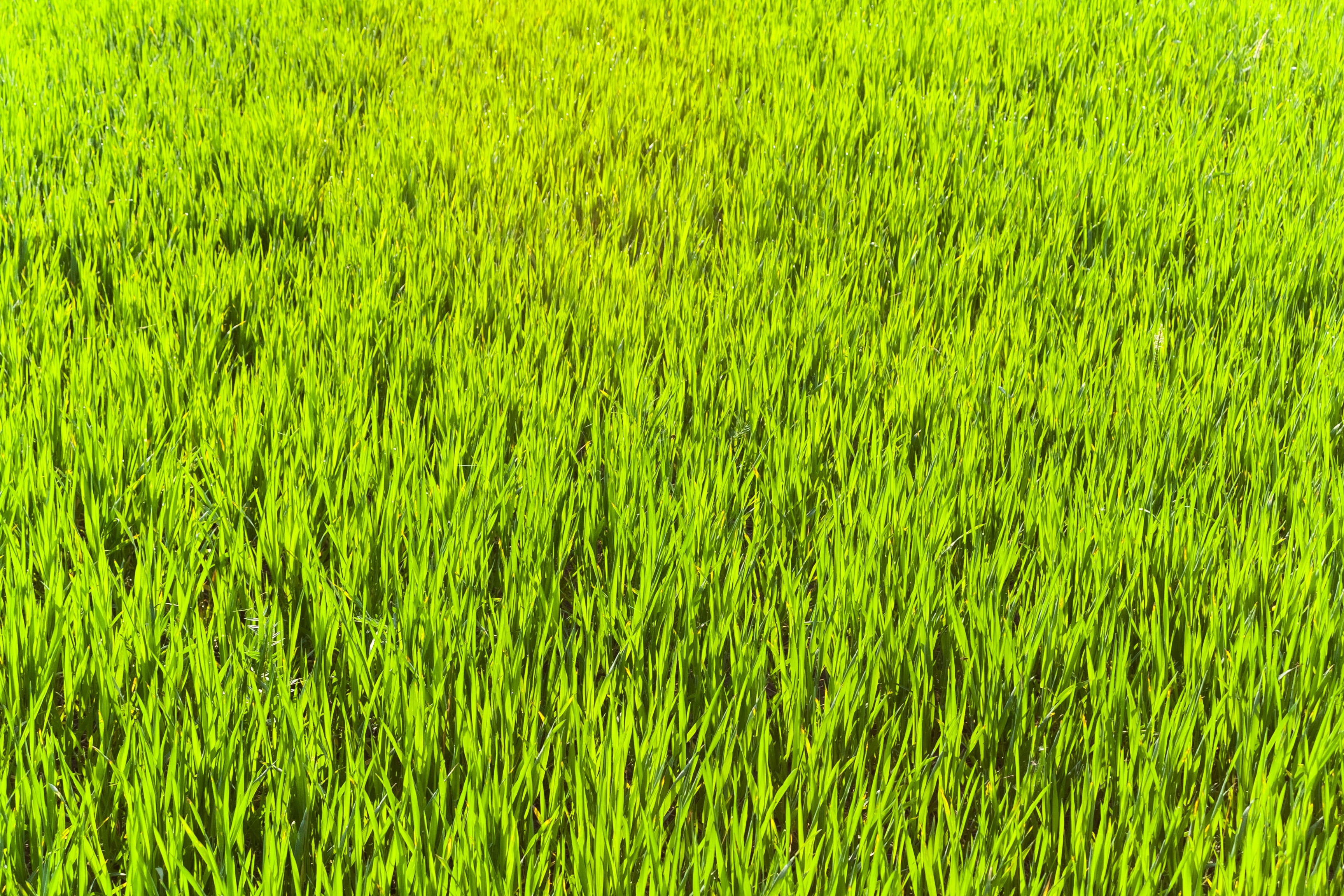 rice - cereal plant, field, 2K, springtime, full frame, nature, land, green color, beauty in nature, lighting, dekstop, no people, landscape, green, grass, HD Wallpaper