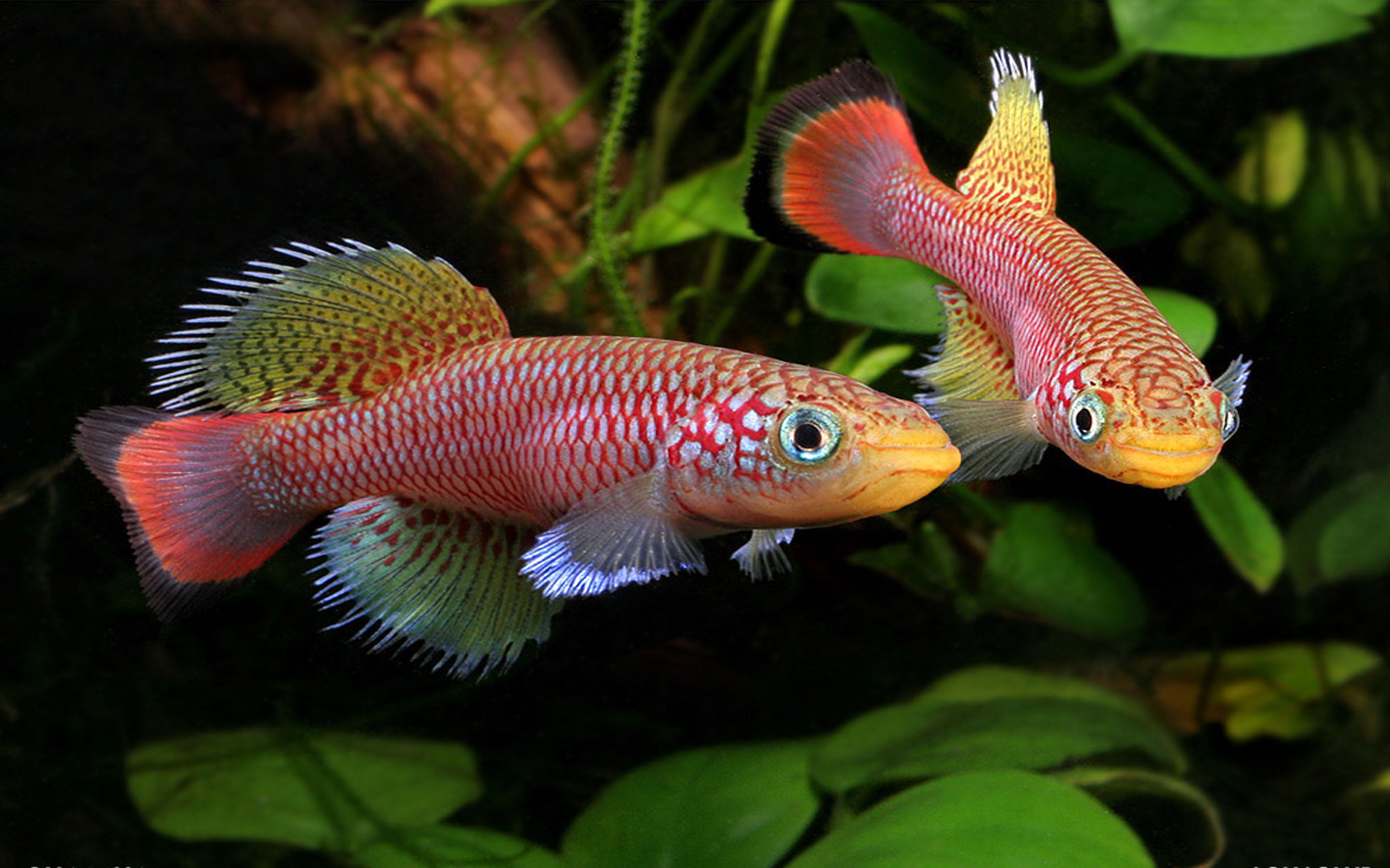 swimming, fish, nature, dekstop, freshwater, marine, sea life, undersea, profile view, transparent, vertebrate, glass - material, hd, animal, water, animal themes, HD Wallpaper