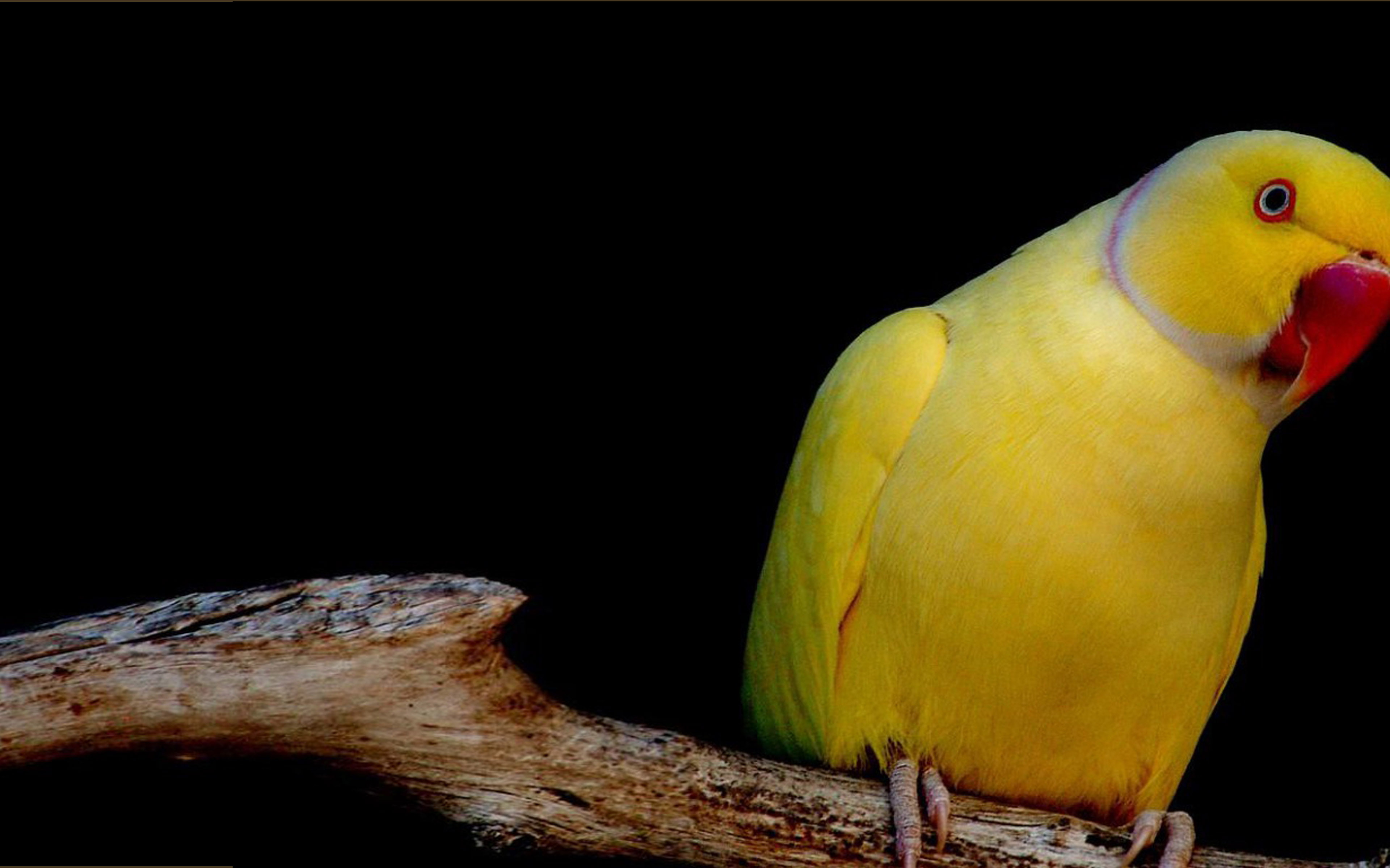 laptop, yellow, hd, mobile, parrot, phone, pc, dekstop, 4K, HD Wallpaper