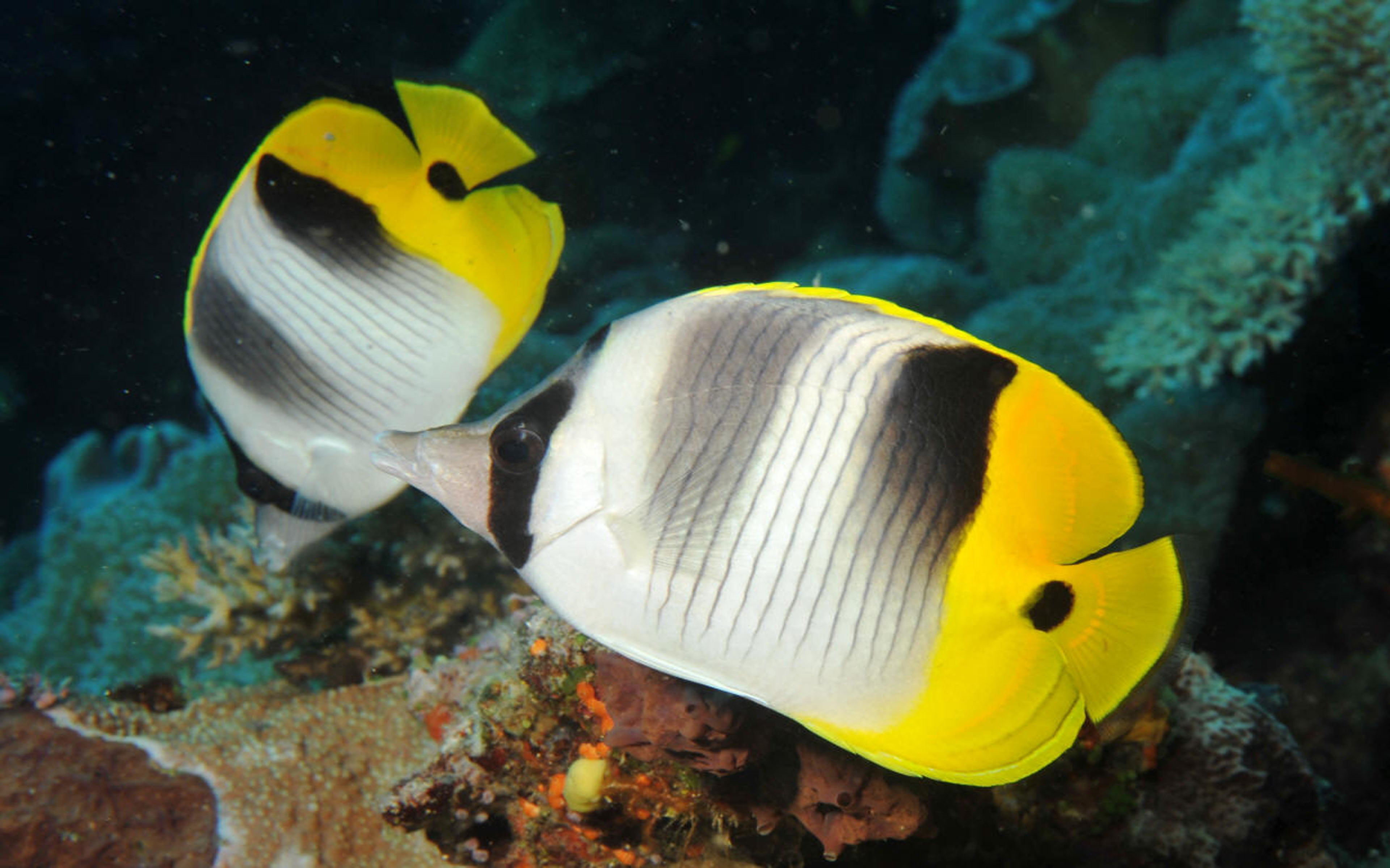 sea, sea life, animal, yellow, group of animals, vertebrate, 4K, animals in the wild, animal themes, fish, butterfly, falcula, nature, pc, underwater, HD Wallpaper