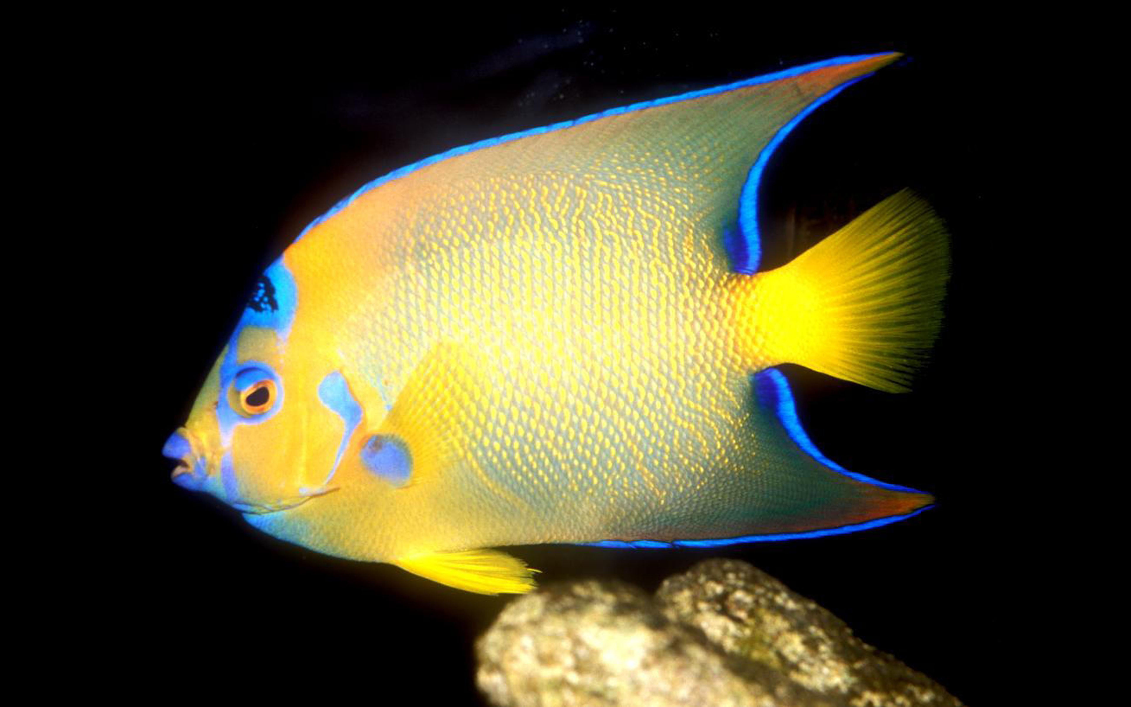 phone, no people, nature, mobile, close-up, one animal, ciliaris, vertebrate, water, sea, tropical fish, 4K, sea life, underwater, laptop, subadult, dekstop, HD Wallpaper