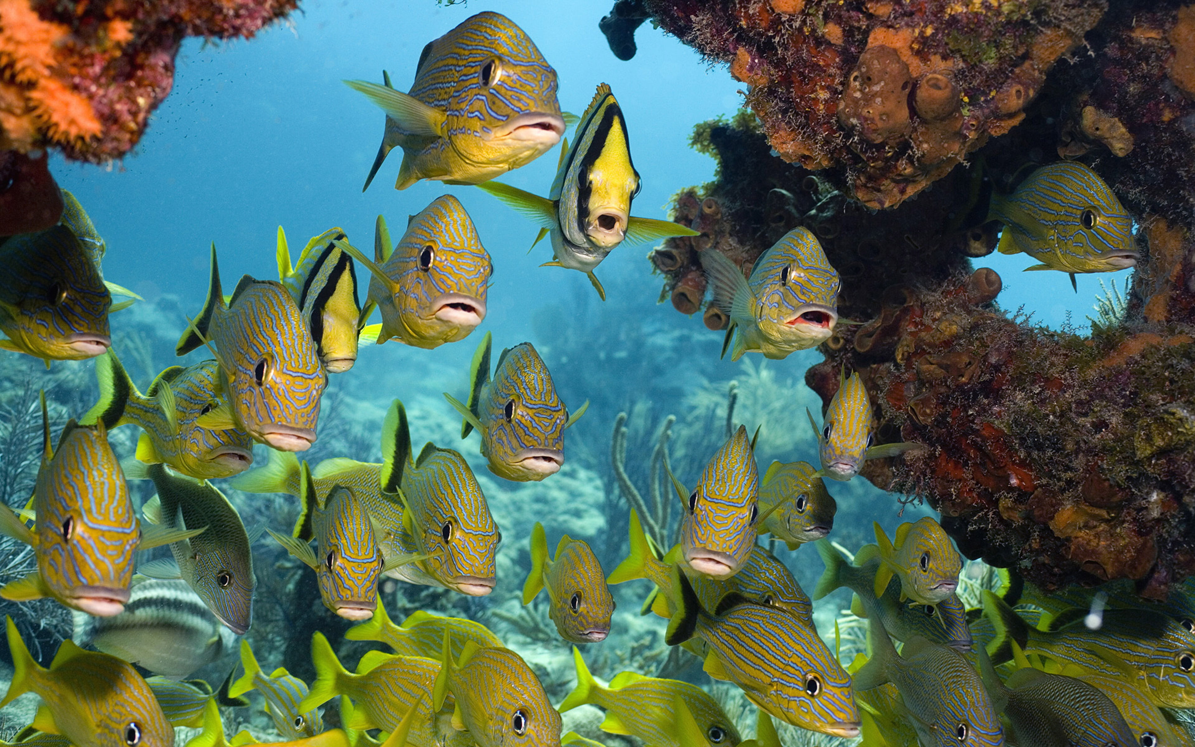 swimming, ecosystem, pc, animals in the wild, sea, school of fish, underwater, nature, reefs, laptop, animal themes, no people, 4K, group of animals, sea life, HD Wallpaper