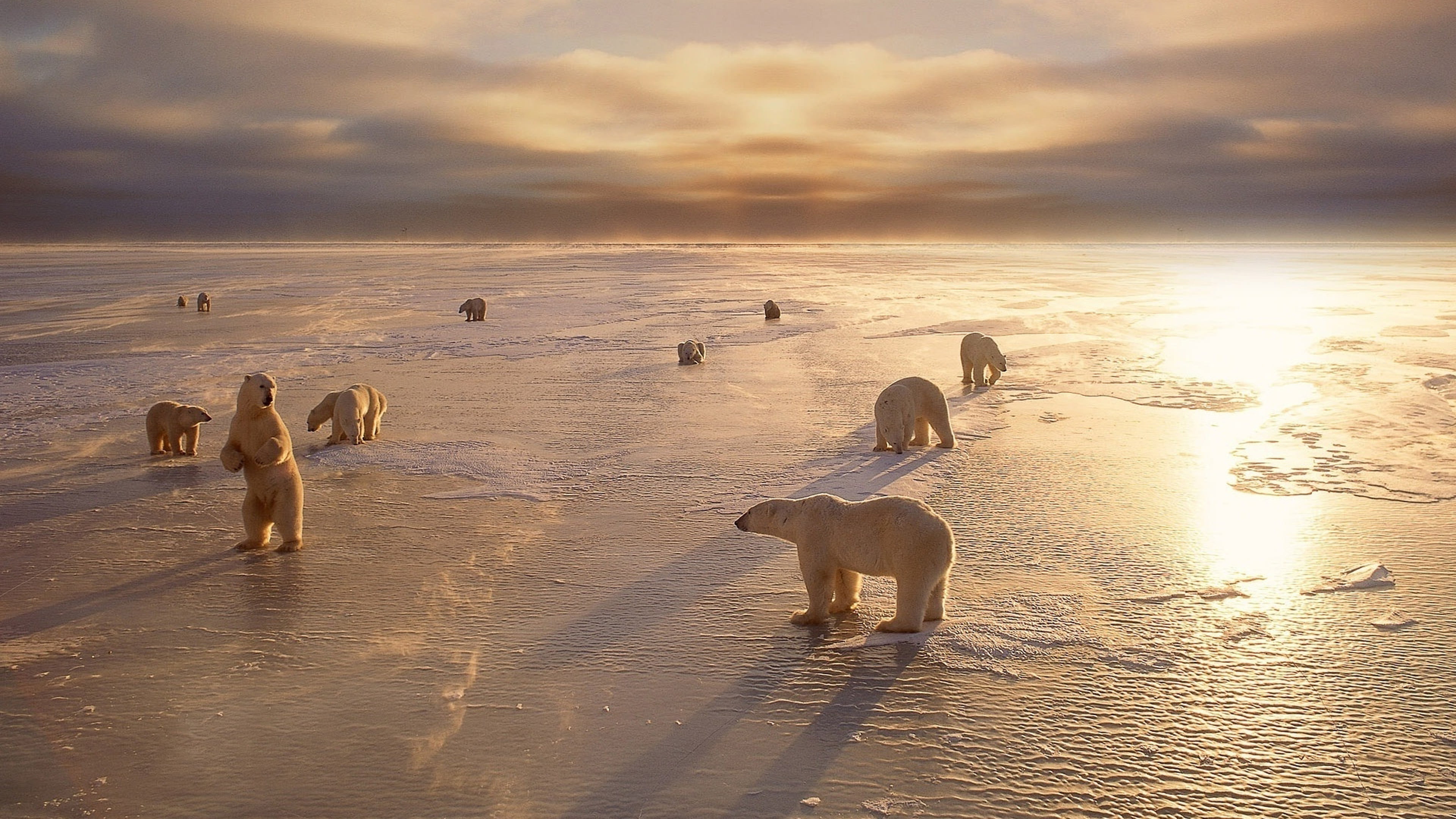 bears, nature, arctic, animals in the wild, group of animals, land, hd, beach, polar, 4K, ice, scenics - nature, vertebrate, animal, water, sea, no people, HD Wallpaper