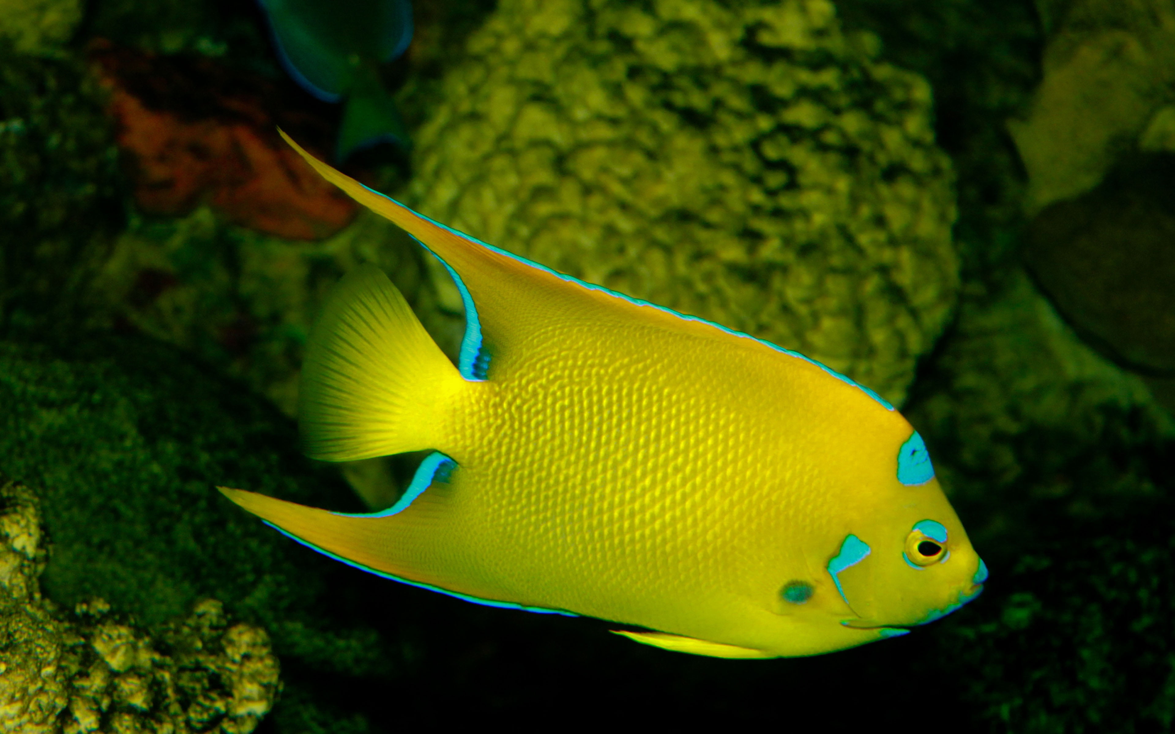phone, 4K, animal, queen, animals in the wild, nature, vertebrate, focus on foreground, no people, underwater, ciliaris, water, sea, laptop, one animal, HD Wallpaper