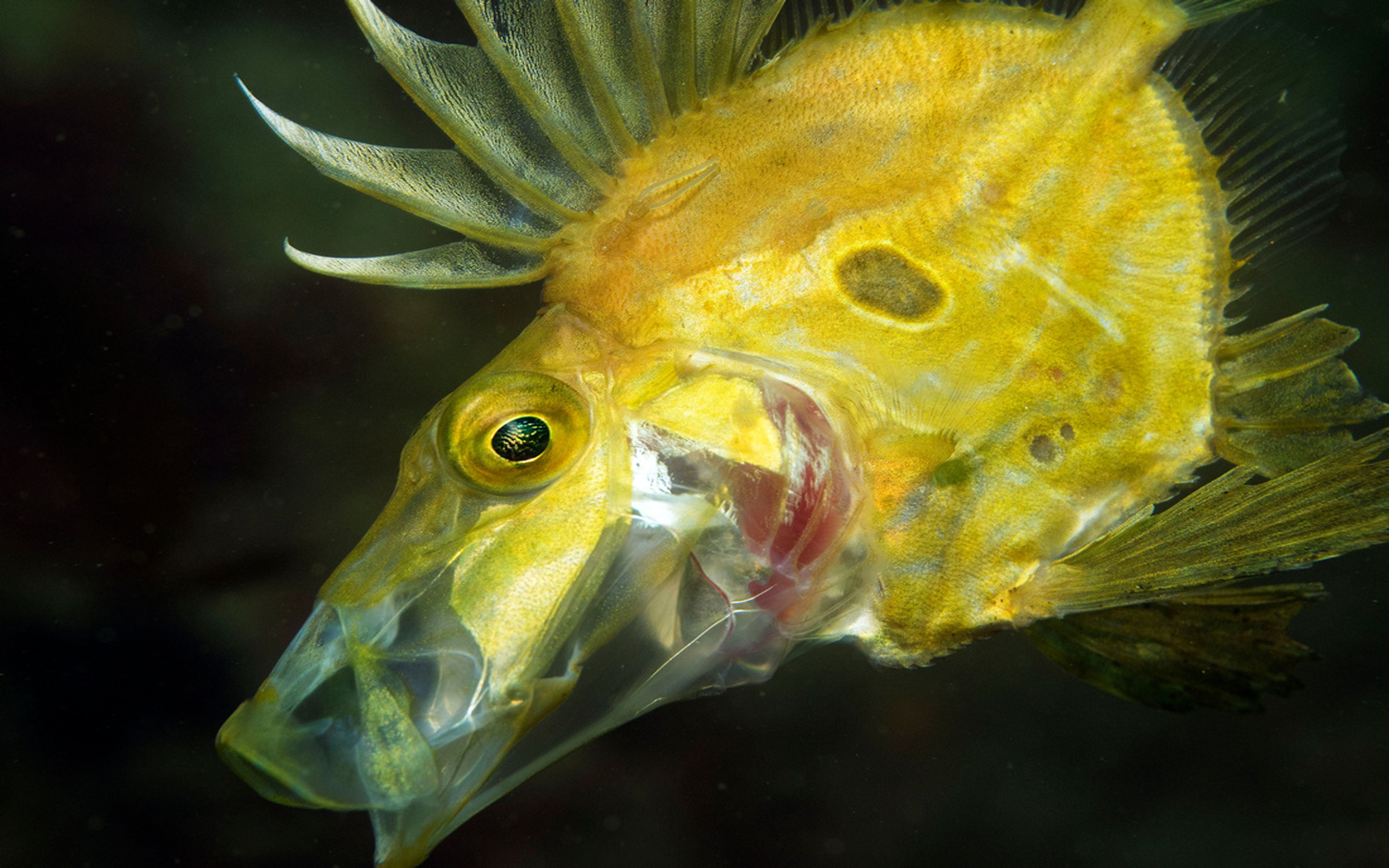 animal eye, mobile, undersea, close-up, animal, saltwater fish, underwater, swimming, phone, mouth open, sea, yellow, transparent, animal themes, HD Wallpaper