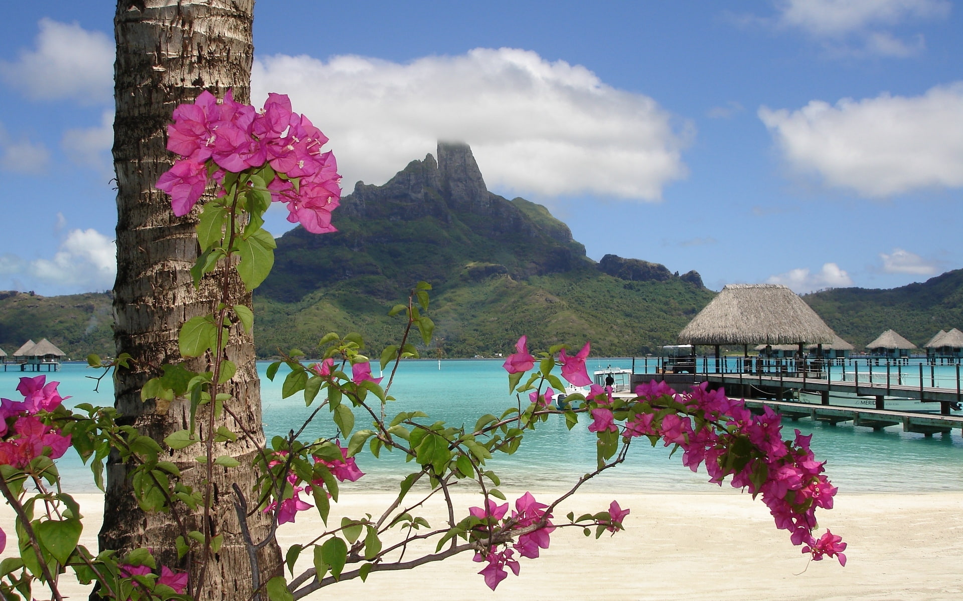 1080P, dekstop, flower Purple, HD Wallpaper