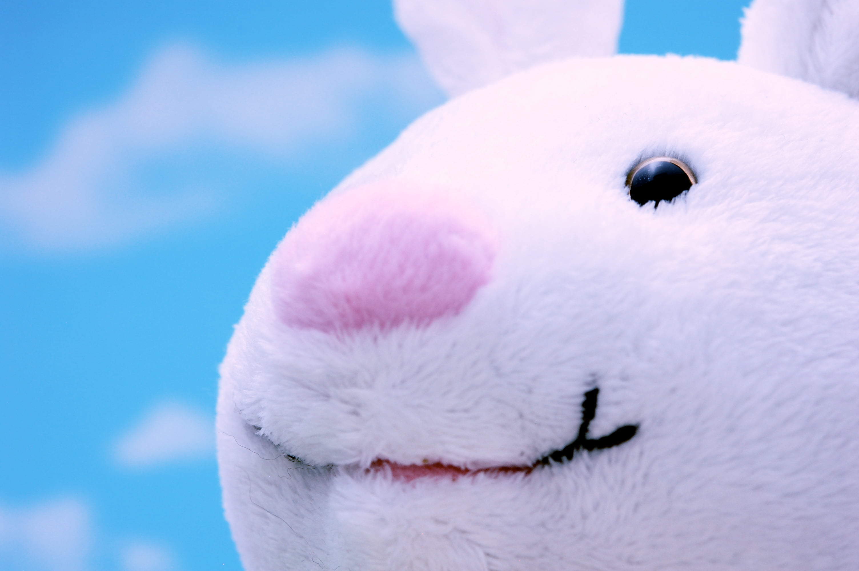 close-up, Happy Easter, blue, cute, rabbit, 2K, close, plush toy, fluffy, JD, Easter Bunny, cc, white, photo, toy, white rabbit, btp, picture, image, clouds, HD Wallpaper