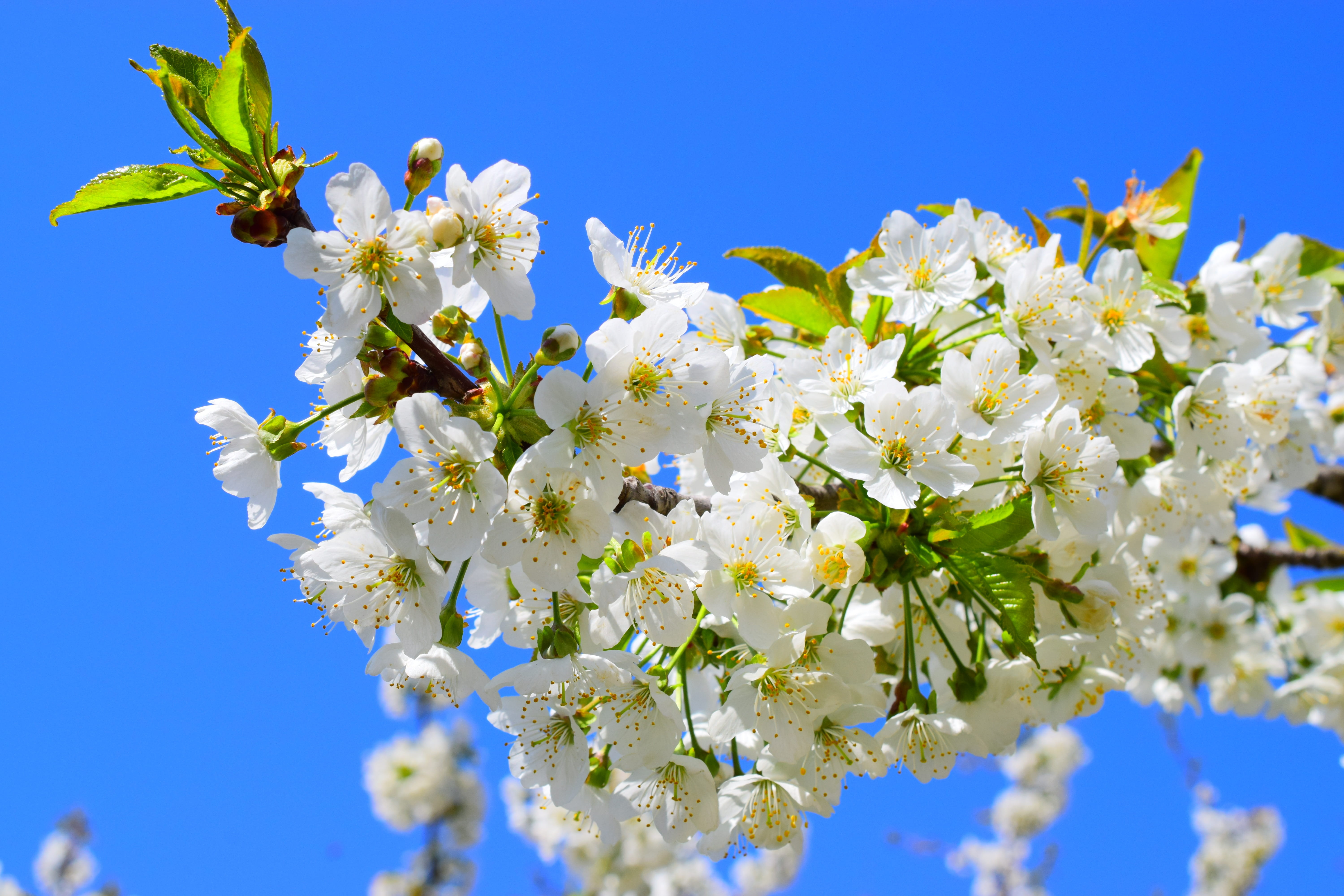 cherry blossom, blue, garden, spring, no people, cherry tree, close-up, white color, climate protection, rabbit ears, bunch of flowers, cherry, cherry blossoms, HD Wallpaper