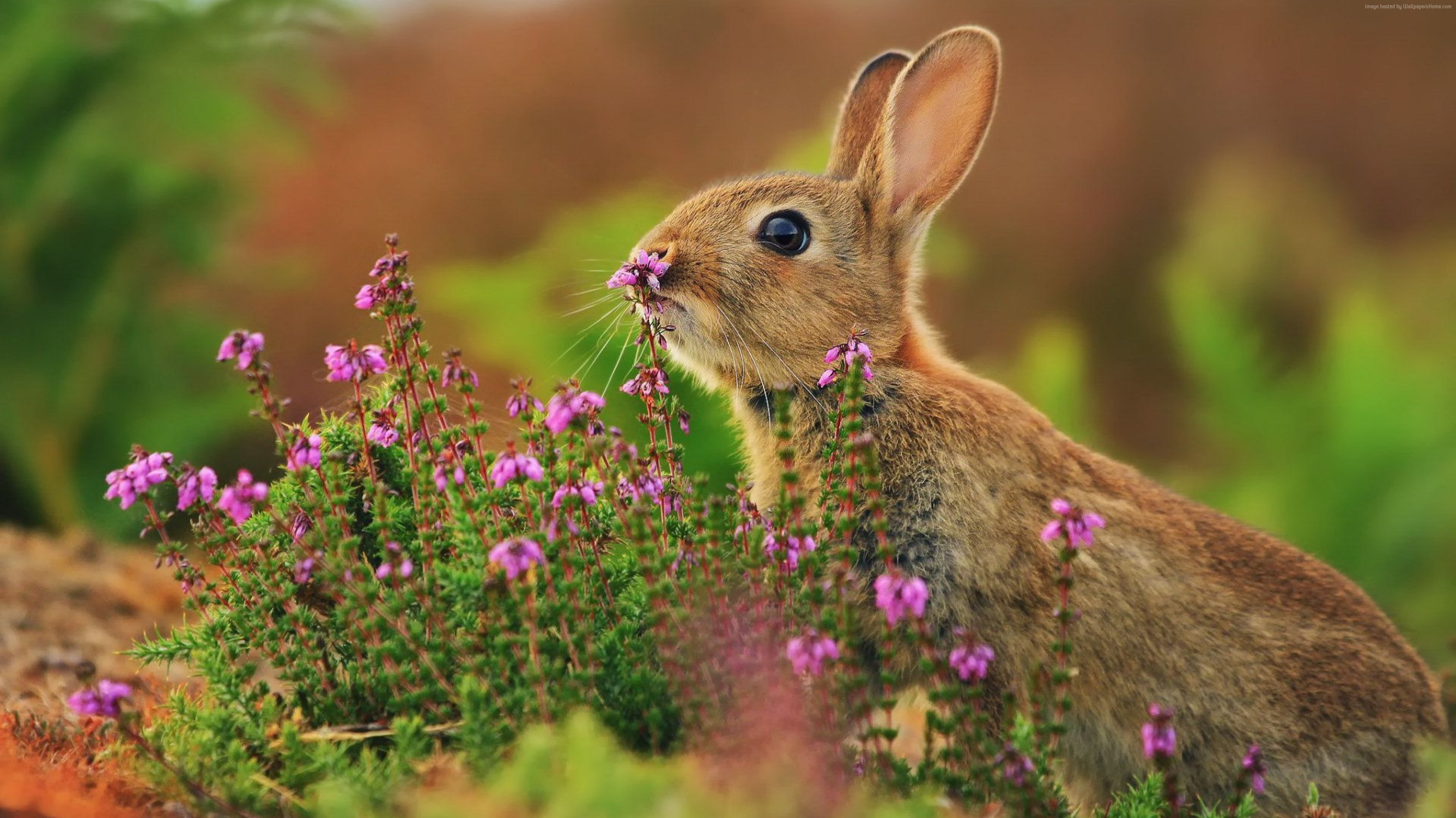 4K, rabbit, flowers, cute animals, 4k, HD Wallpaper