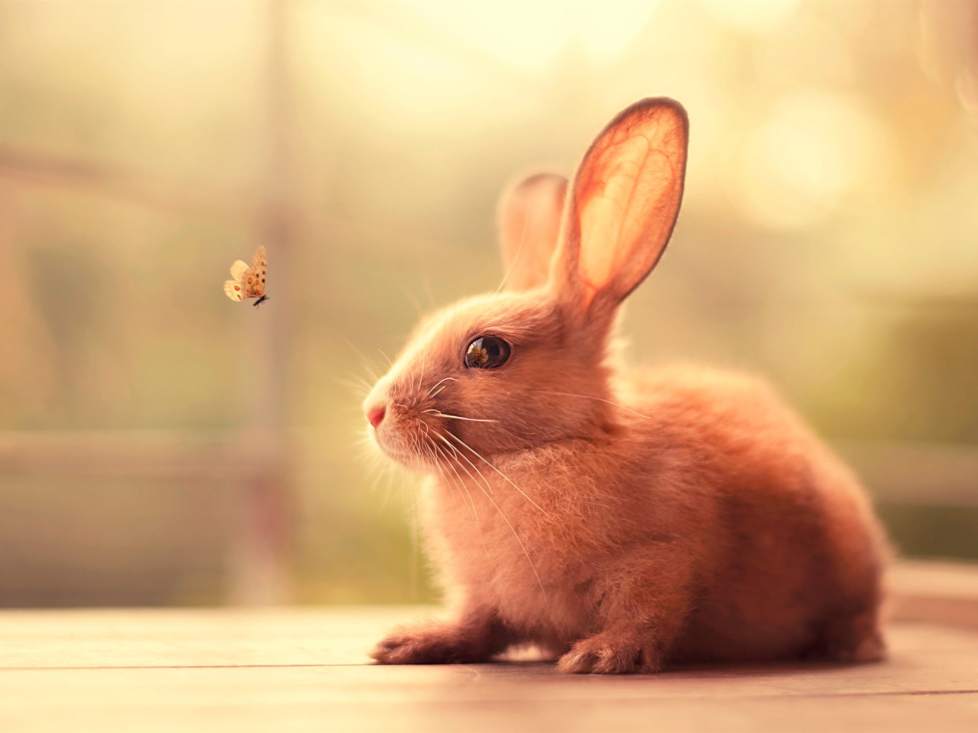 Rabbit, 1080P, Butterfly, HD Wallpaper