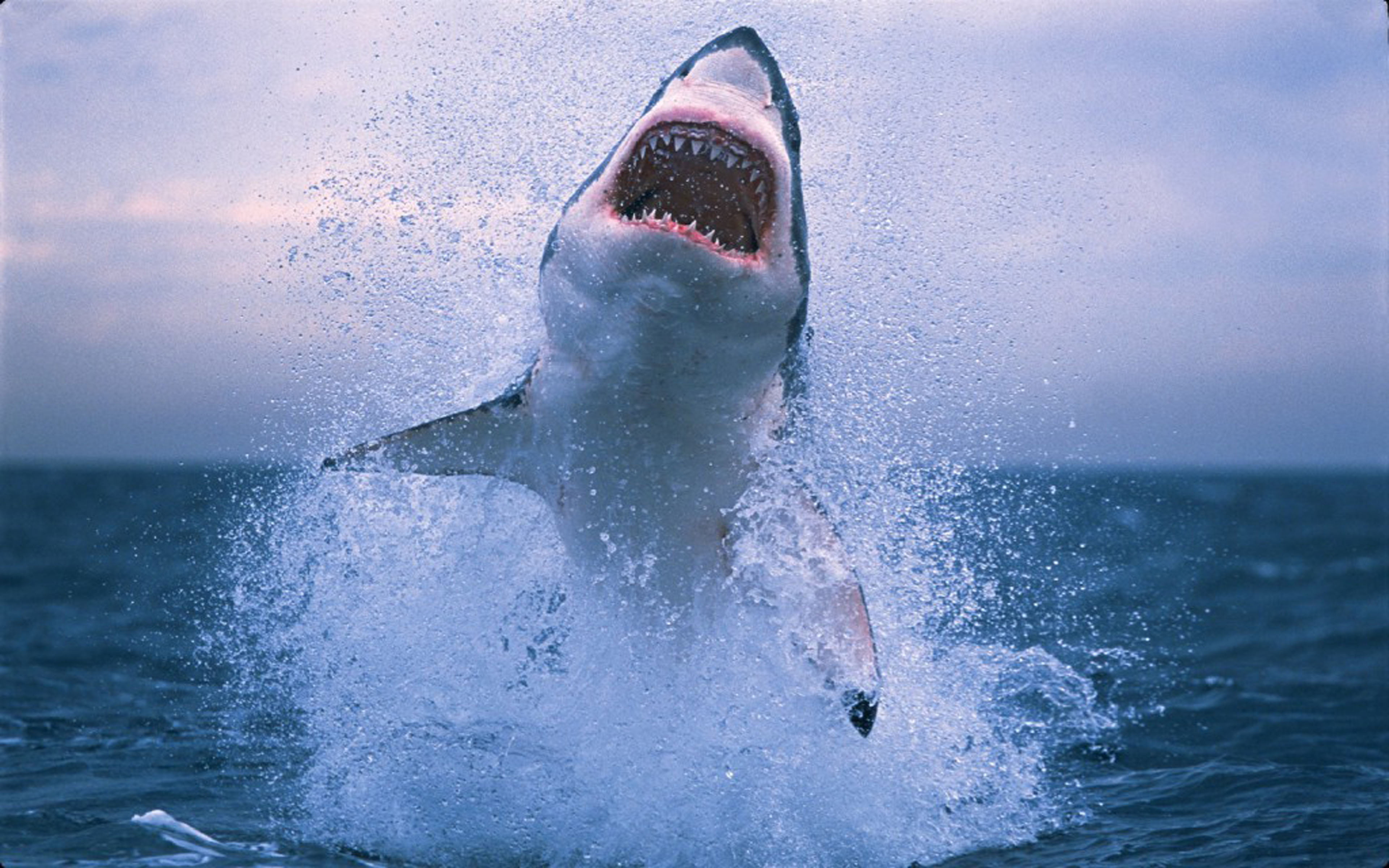great, splashing, water, shark, dekstop, underwater, animal, mouth, motion, nature, mouth open, mammal, one animal, white, animals in the wild, one person, HD Wallpaper