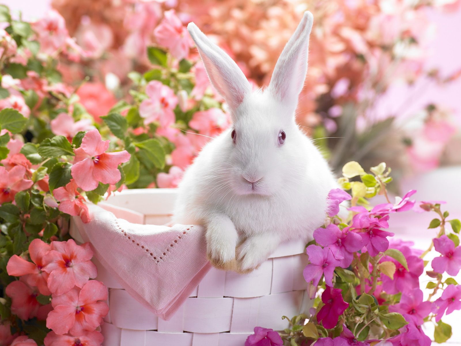 animals, 720P, rabbit, white, HD Wallpaper