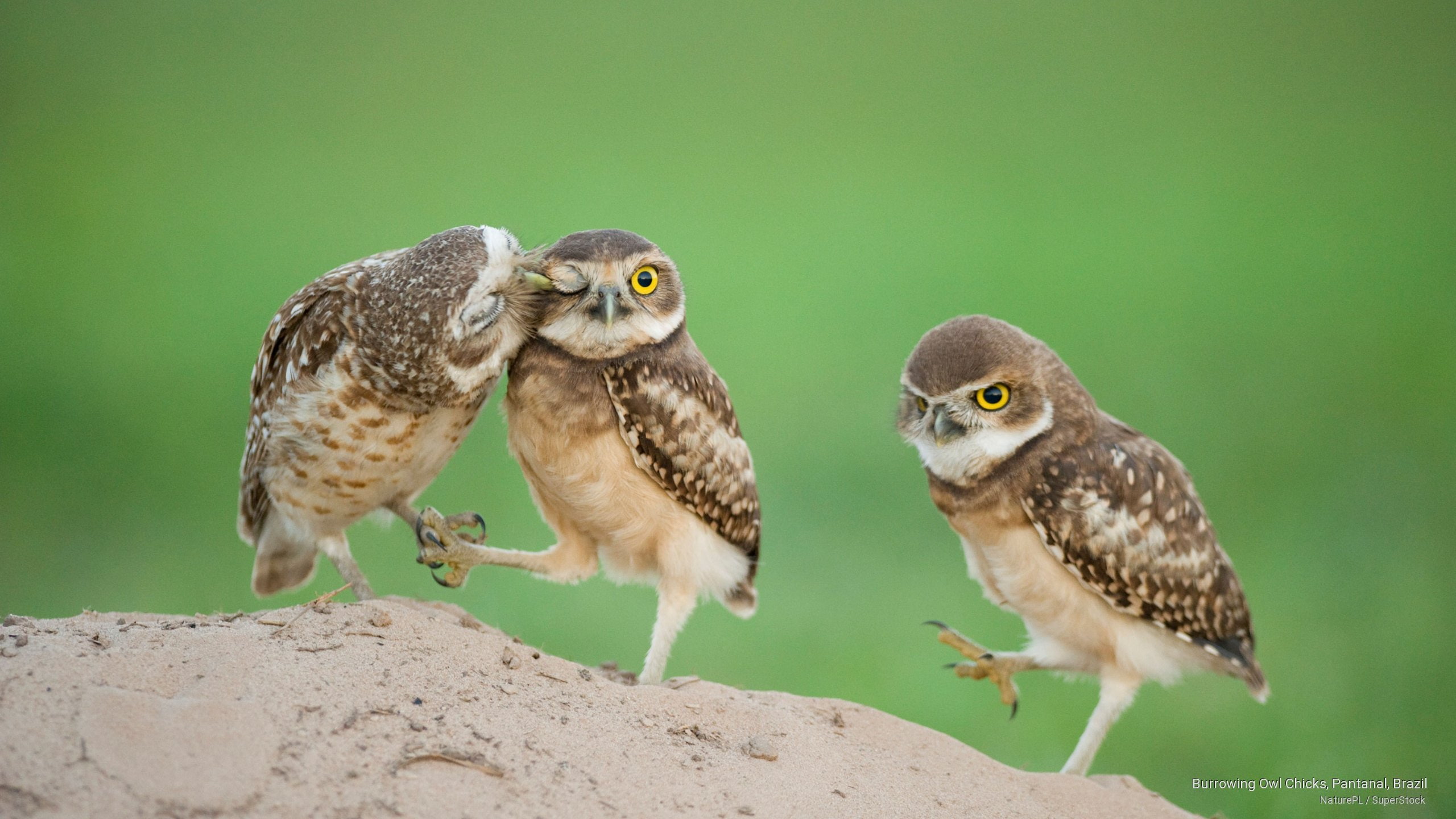 brazil, burrowing, pantanal, chicks, owl, 2K, Birds, HD Wallpaper