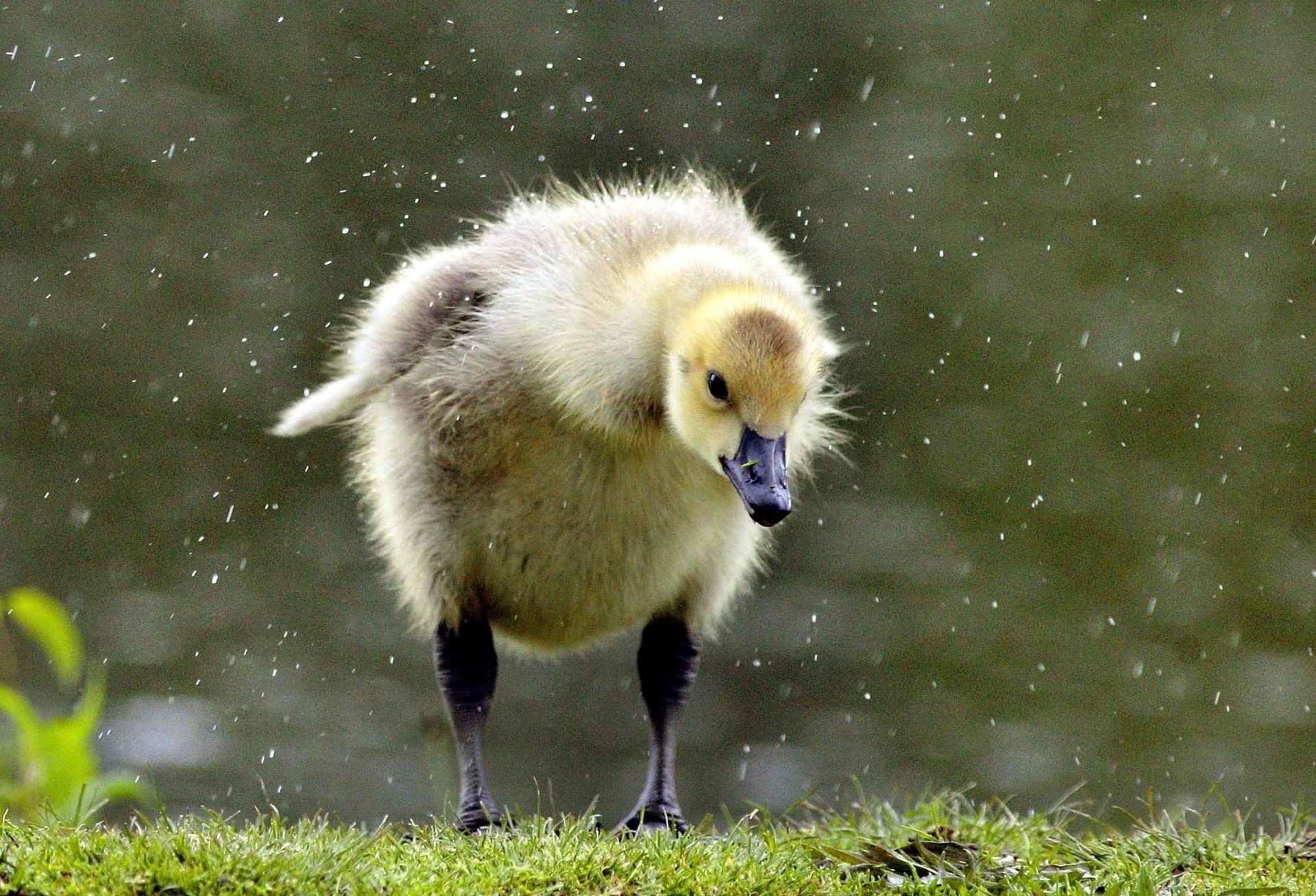 animal themes, water, young bird, fluffy, gosling, chick, young Animal, small, duckling, day, land, wildlife, duck, looking, no people, animal, animal wildlife, HD Wallpaper