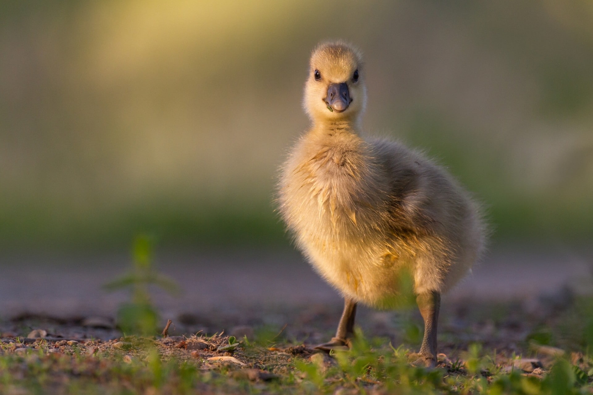 s, 1080P, baby, chick, birds best, animals, HD Wallpaper
