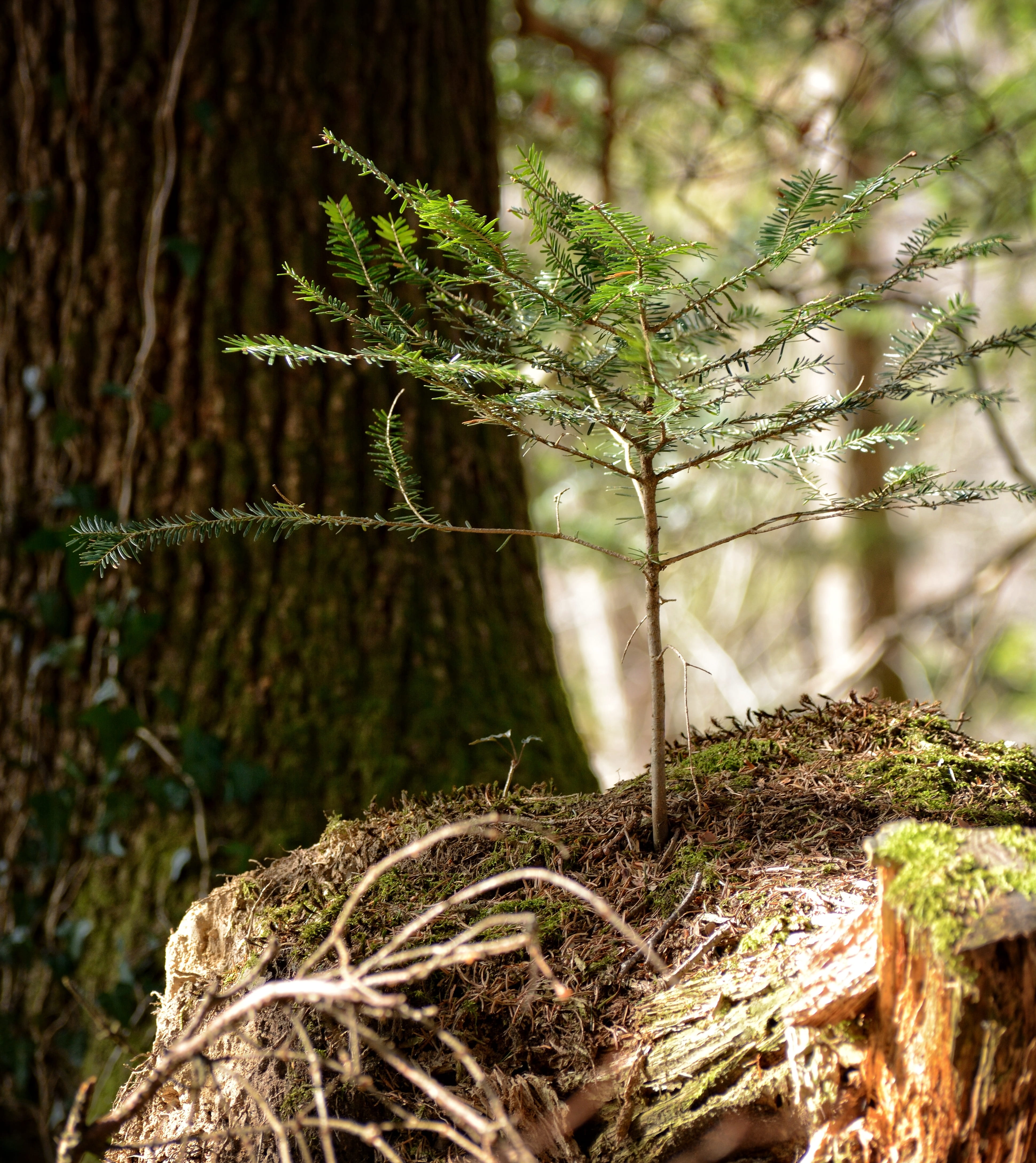 plug, land, green, tree trunk, no people, focus on foreground, boy shoots, beauty in nature, selective focus, young drove, spring, bark, moss, plant, branch, Phone HD Wallpaper