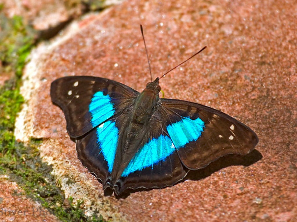 art, Sapphire, butterflies, picture, hd, animals, 480P, Buterfly, beautiful, HD Wallpaper