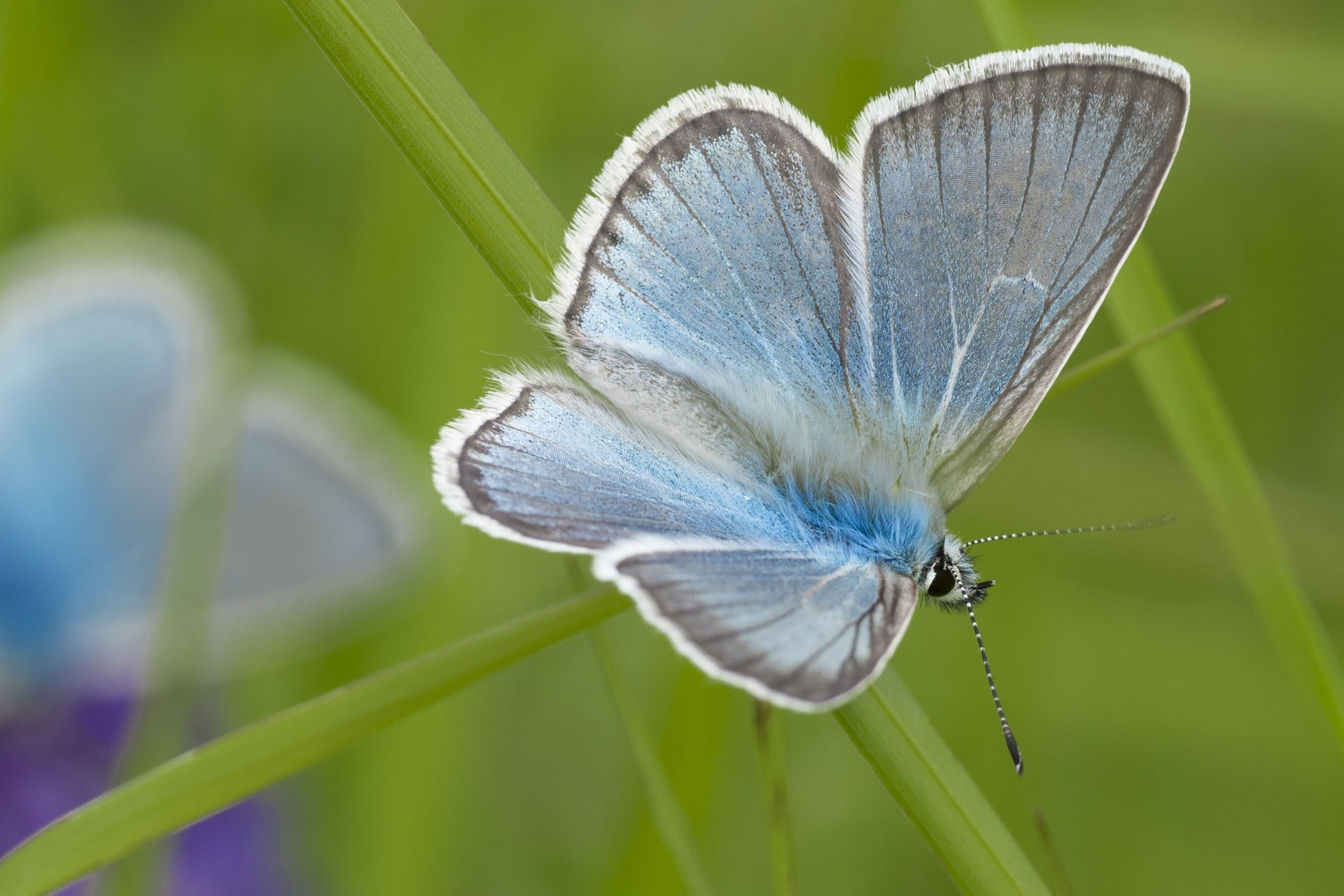 buterflies, mongolia, vulnerability, top, fragility, flower, brown, beauty in nature, blue, plant, animal wildlife, animal themes, close-up, insect, moth, HD Wallpaper
